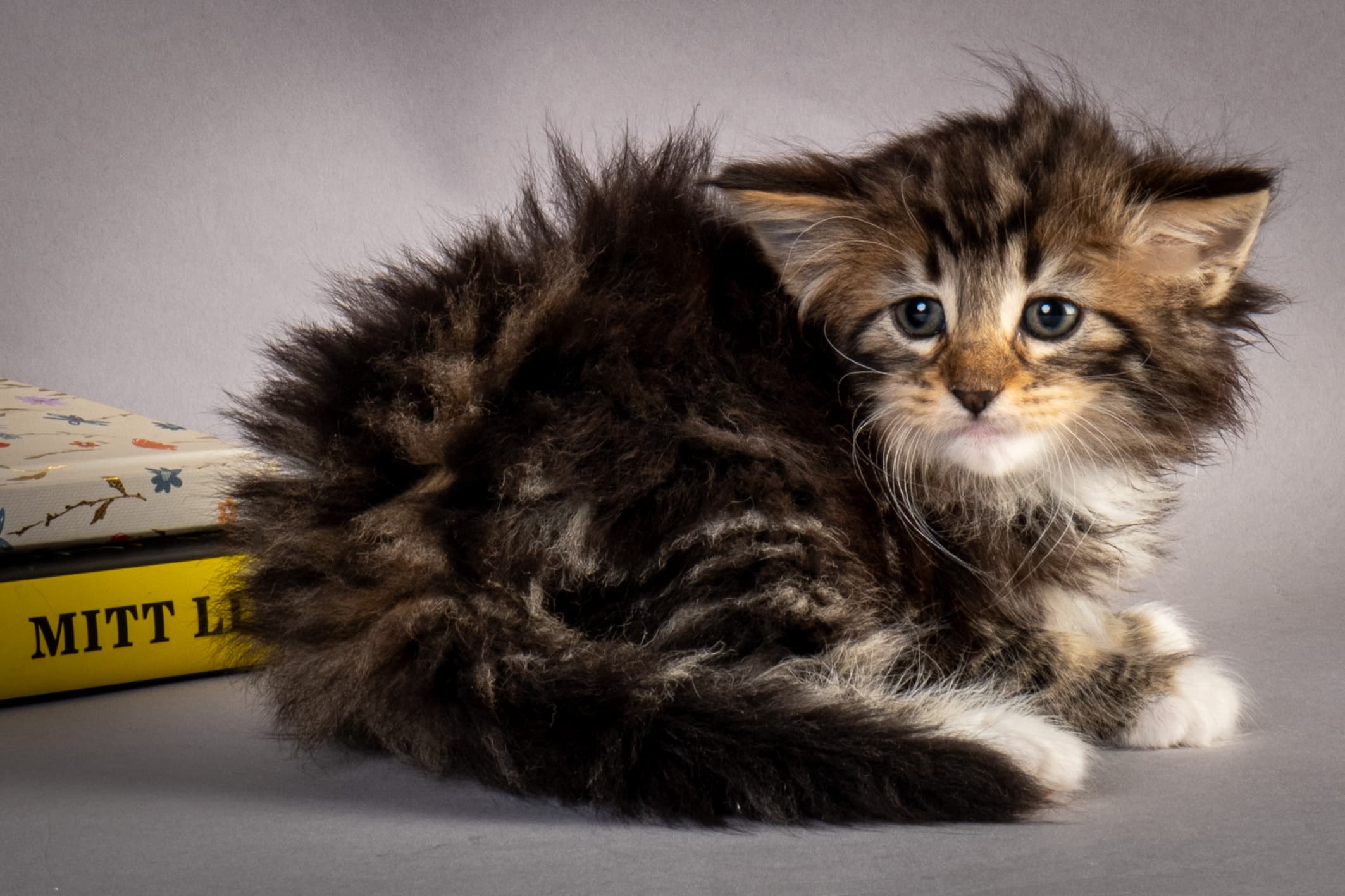 (N)Migoto's Nina, NFO n 09 22