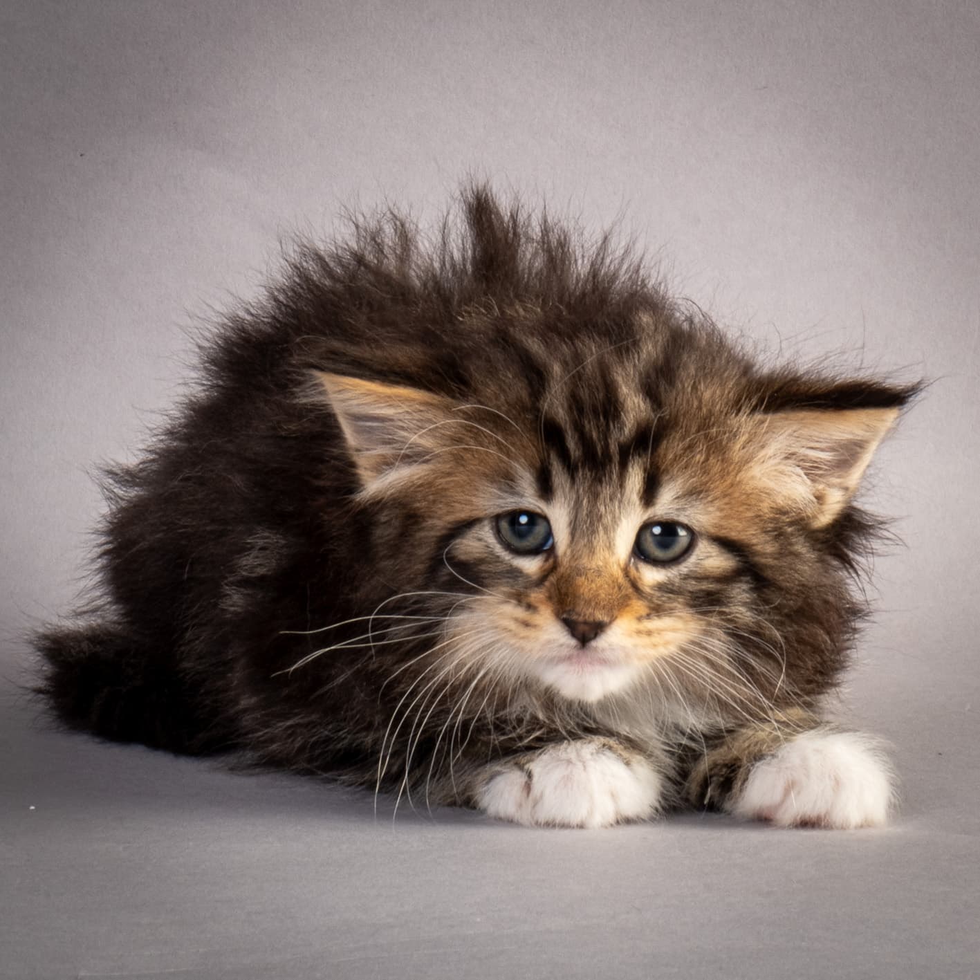 (N)Migoto's Nina, NFO n 09 22