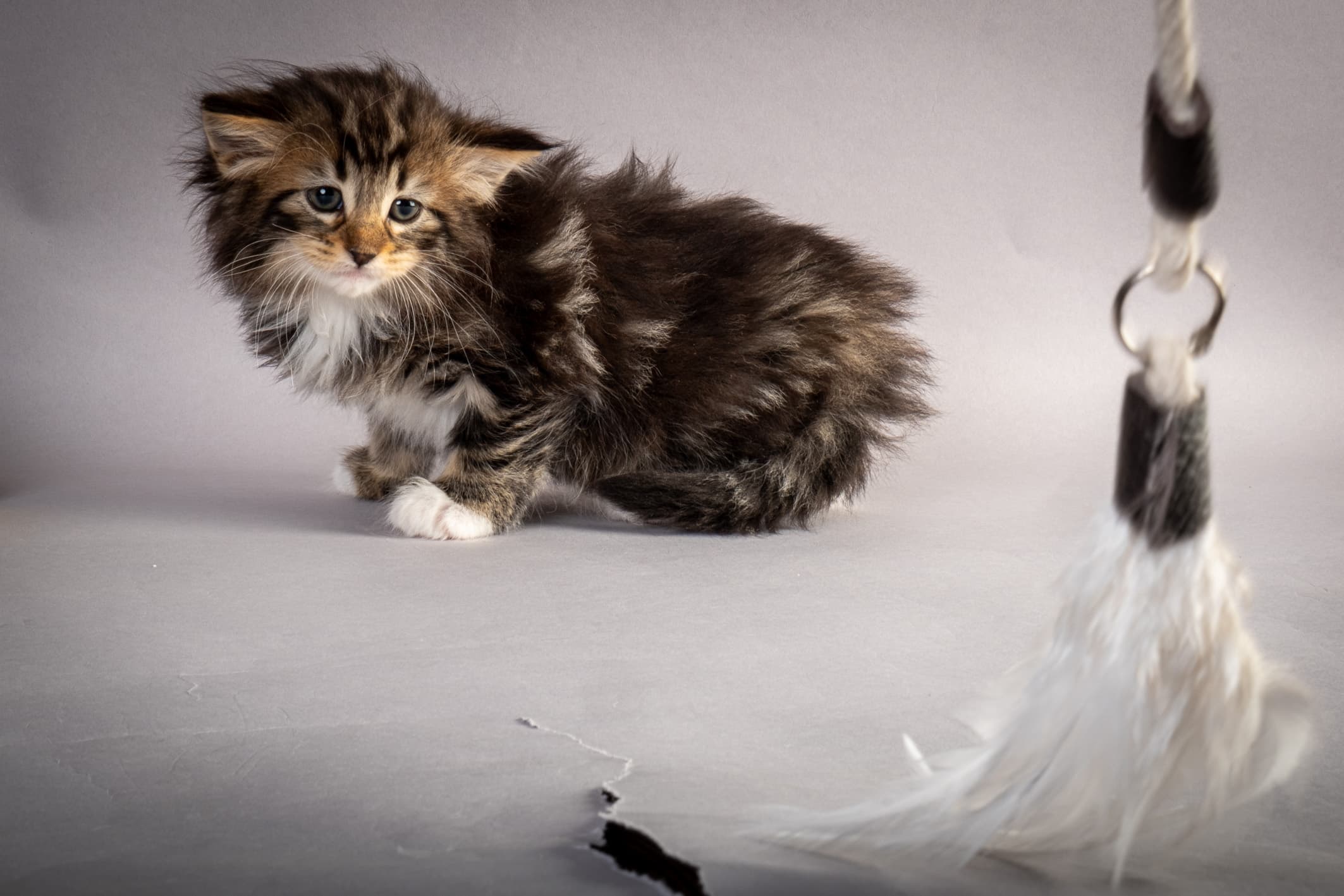 (N)Migoto's Nina, NFO n 09 22