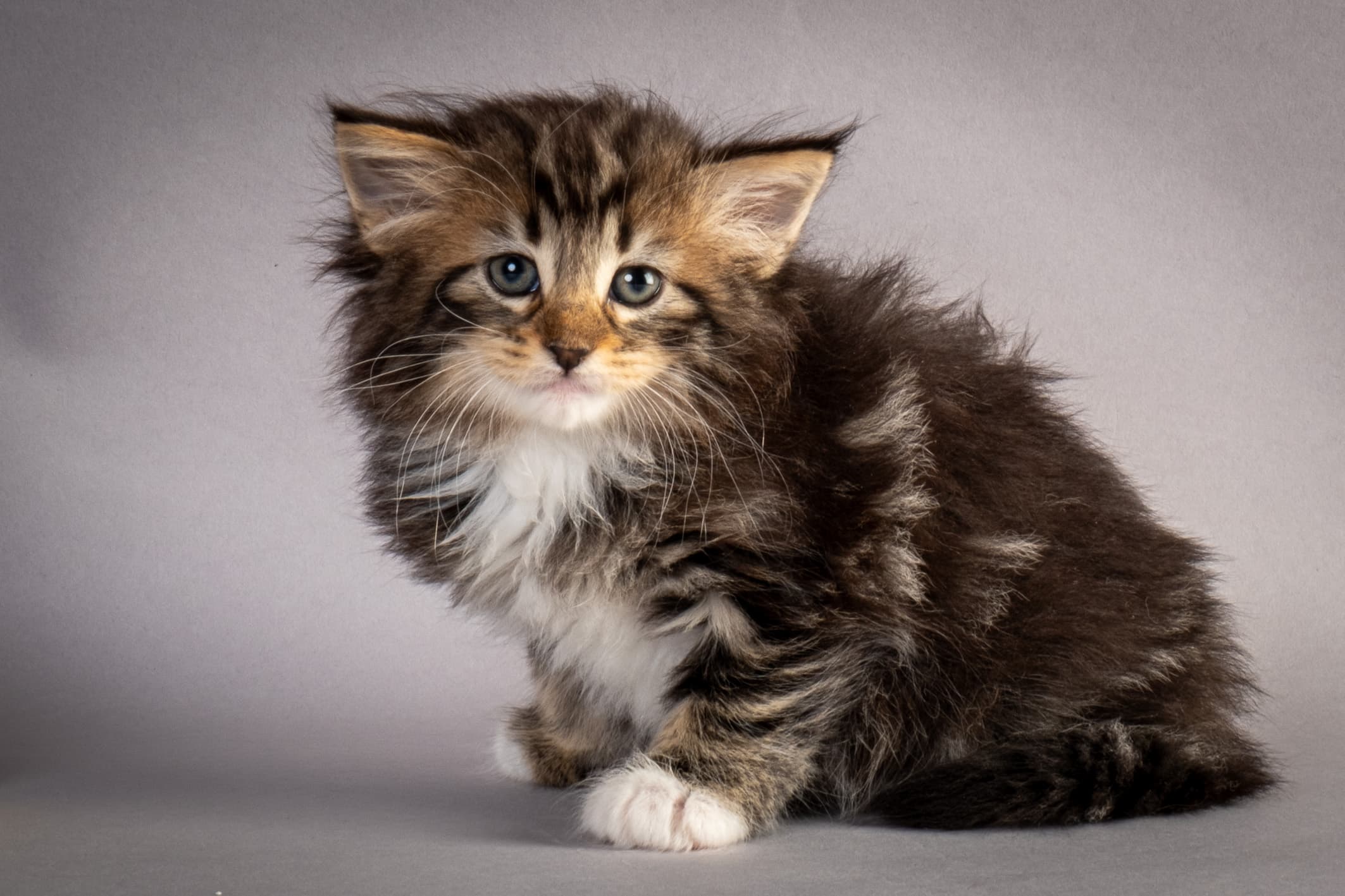 (N)Migoto's Nina, NFO n 09 22