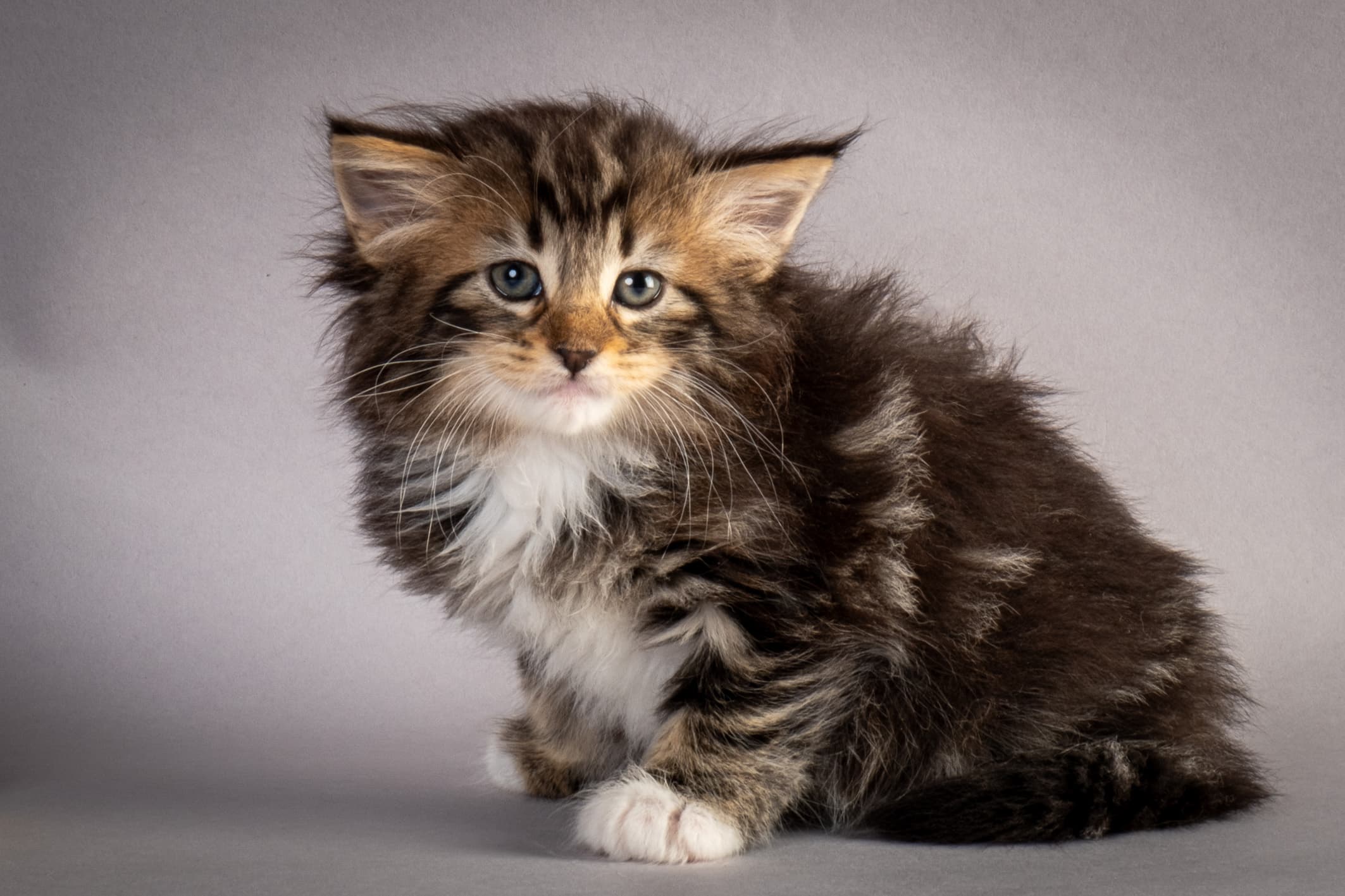 (N)Migoto's Nina, NFO n 09 22