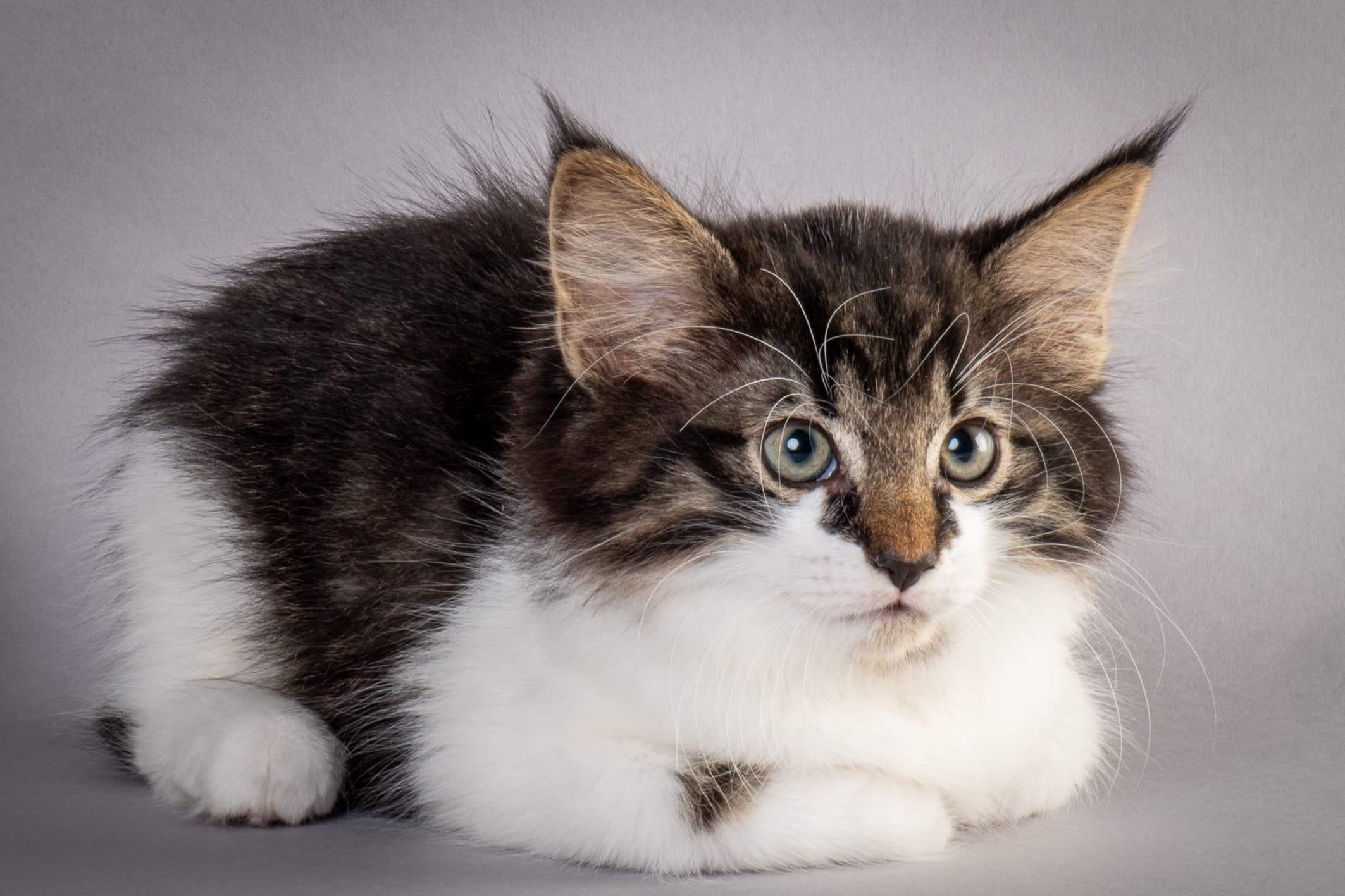 (N)Migoto's Magne, NFO n 03 22