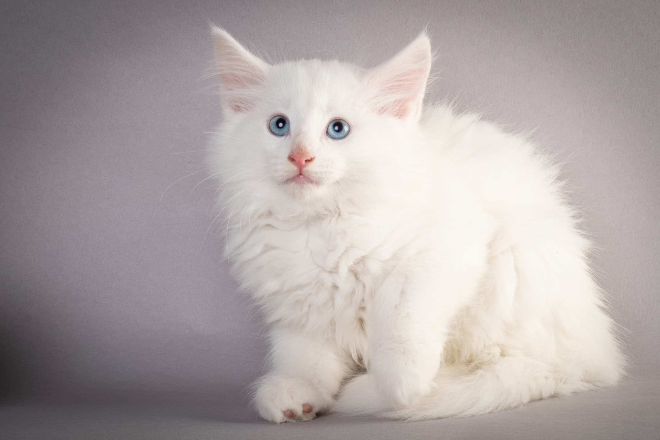 (N)Migoto's Max, NFO w ??