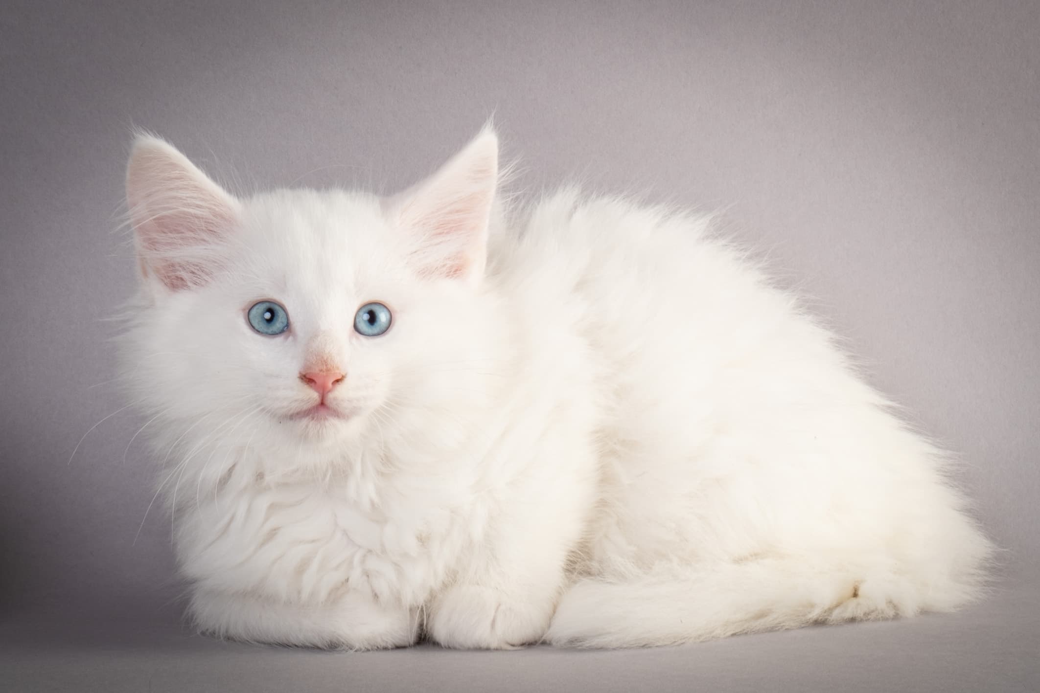 (N)Migoto's Max, NFO w ??