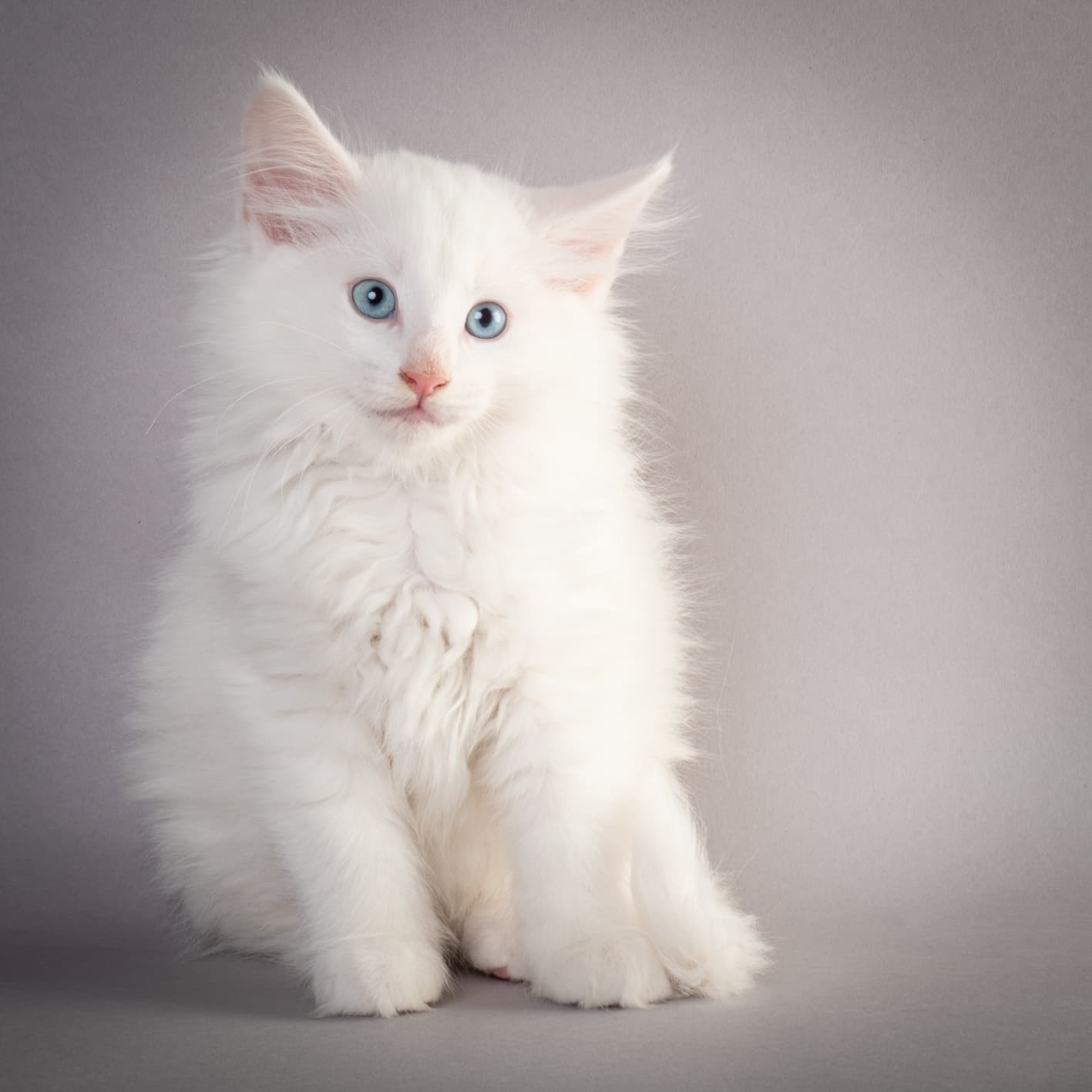 (N)Migoto's Max, NFO w ??