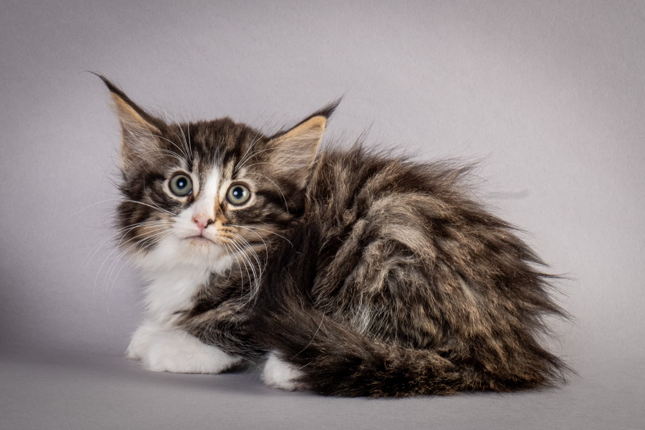 (N)Migoto's Marcus, NFO n 09 24