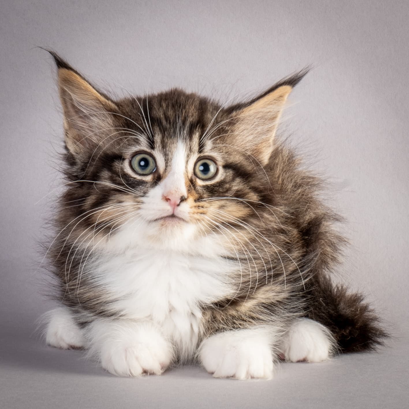 (N)Migoto's Marcus, NFO n 09 24