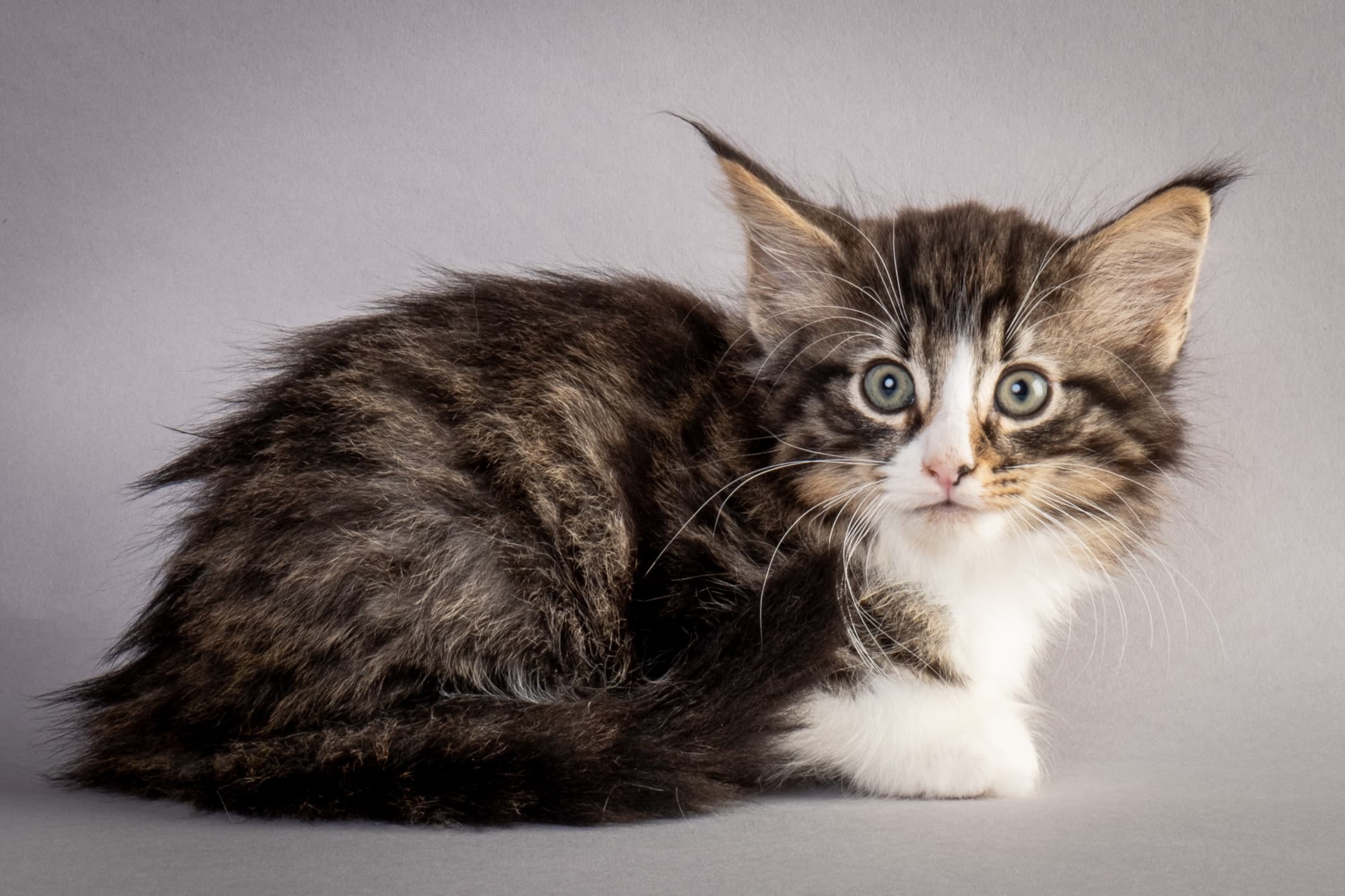 (N)Migoto's Marcus, NFO n 09 24