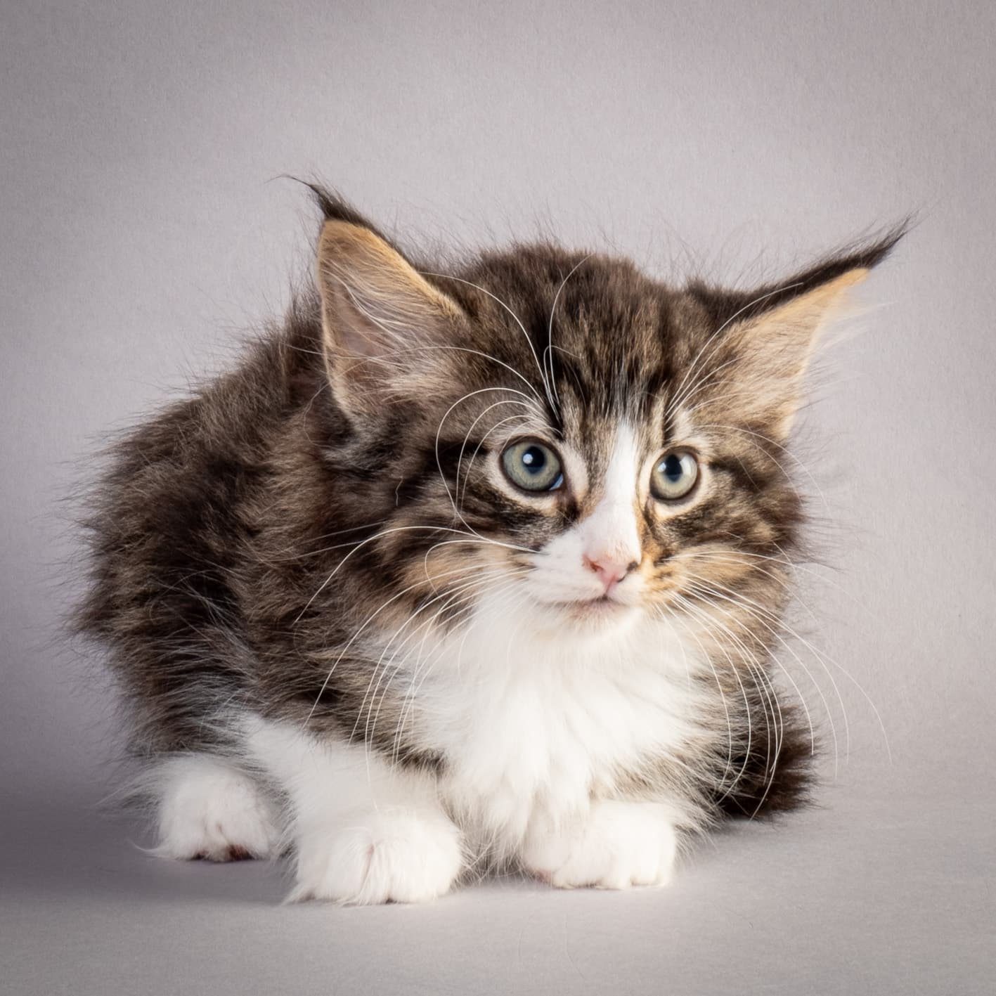 (N)Migoto's Marcus, NFO n 09 24