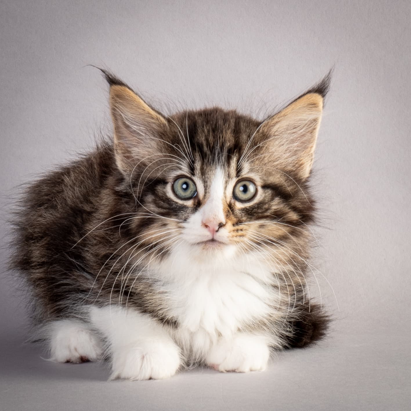 (N)Migoto's Marcus, NFO n 09 24