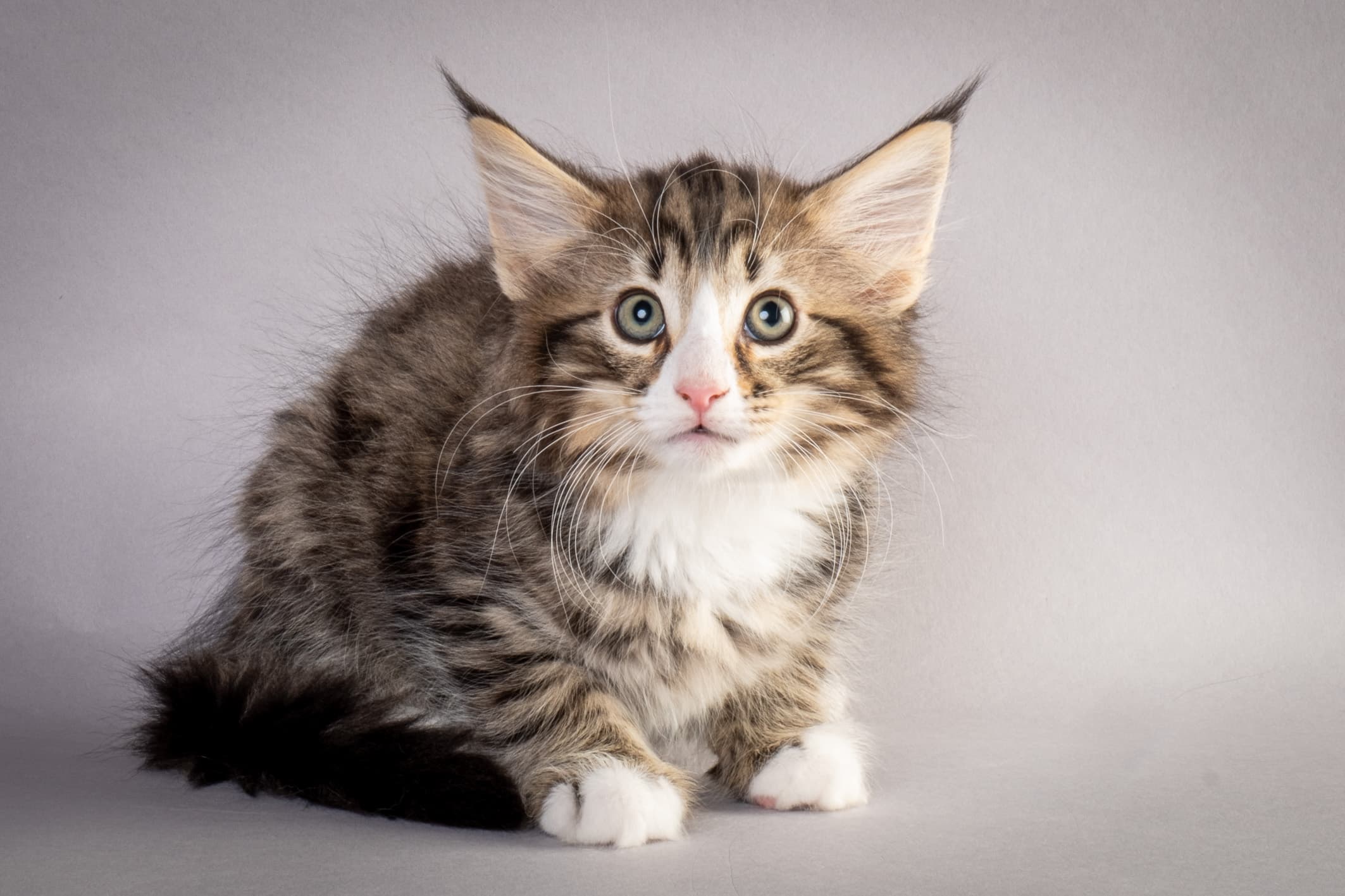 (N)Migoto's Martinius, NFO n 09 24