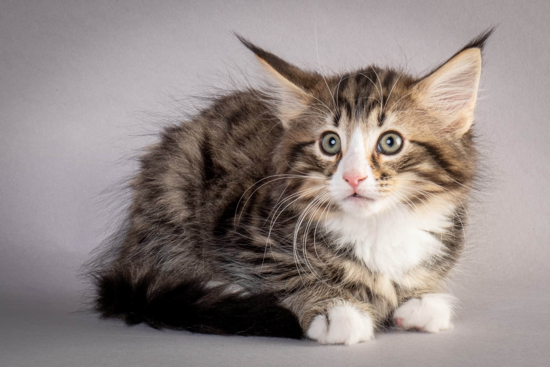 (N)Migoto's Martinius, NFO n 09 24