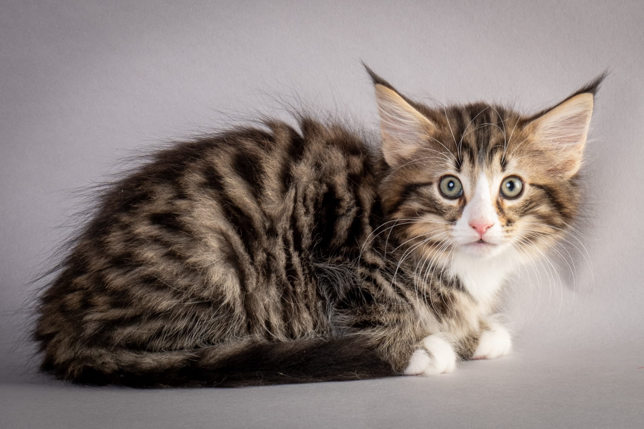 (N)Migoto's Martinius, NFO n 09 24