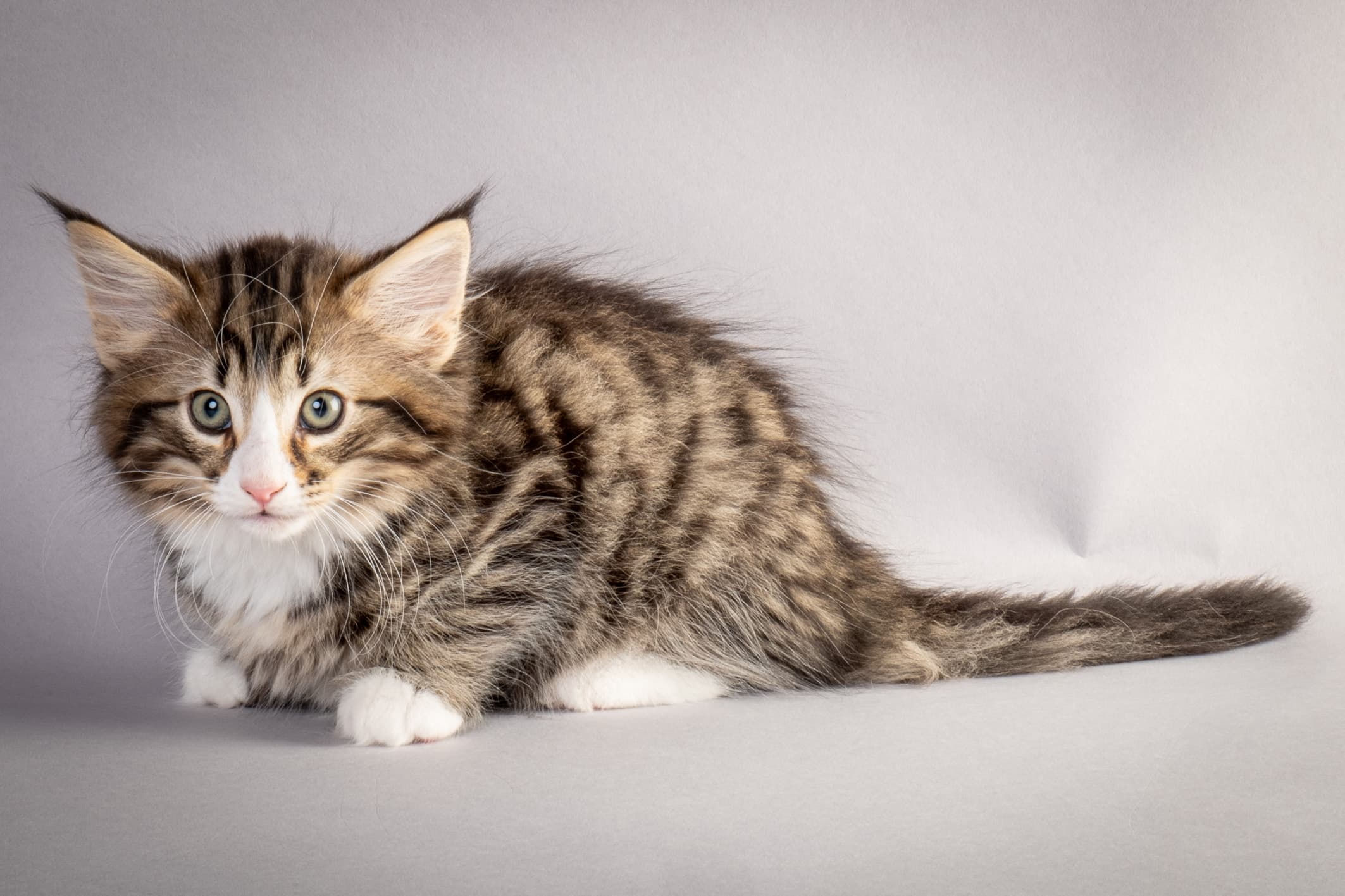 (N)Migoto's Martinius, NFO n 09 24