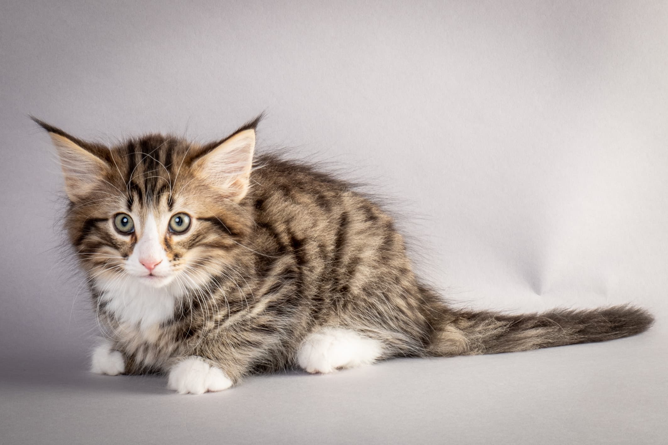 (N)Migoto's Martinius, NFO n 09 24