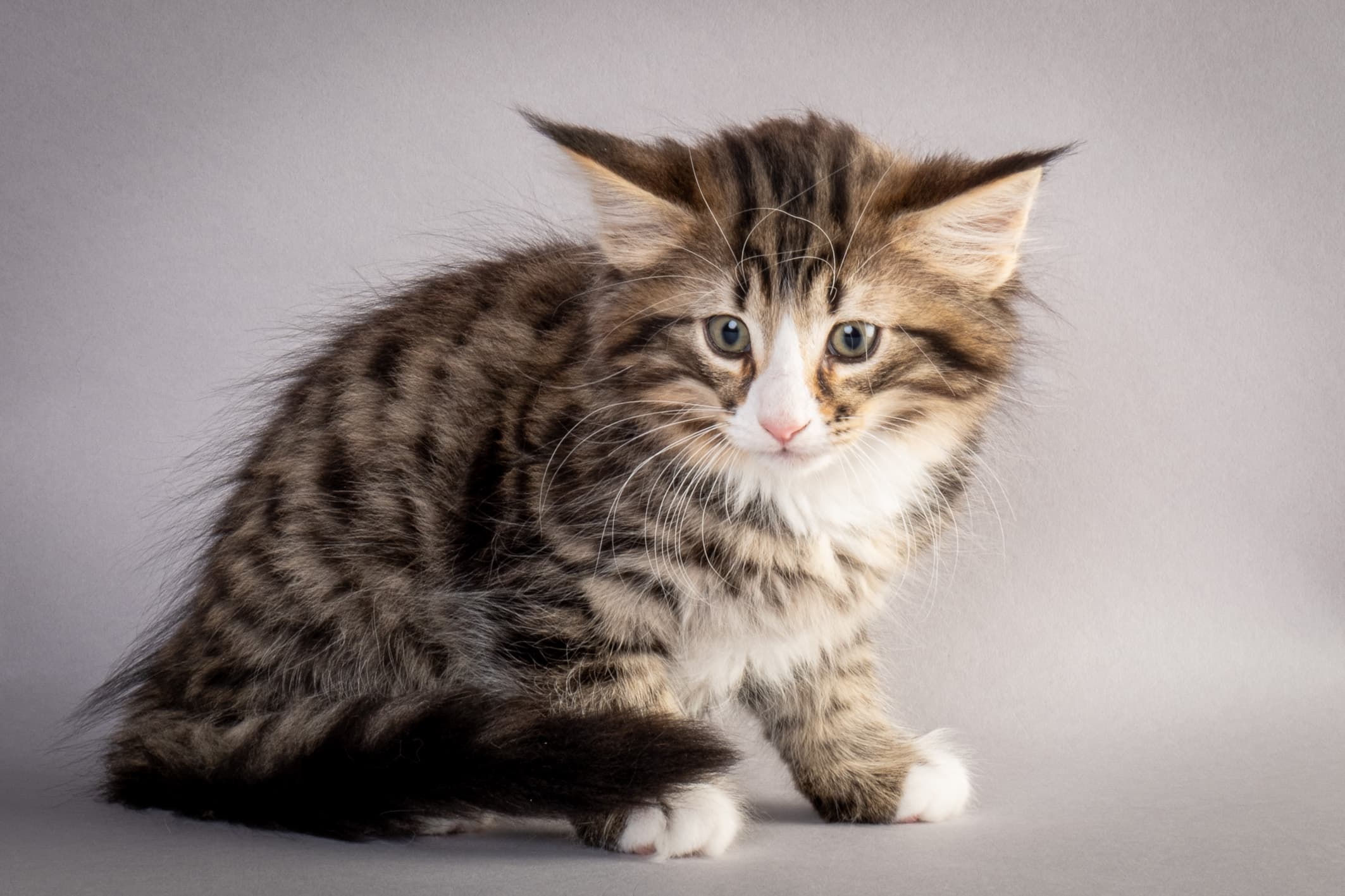 (N)Migoto's Martinius, NFO n 09 24