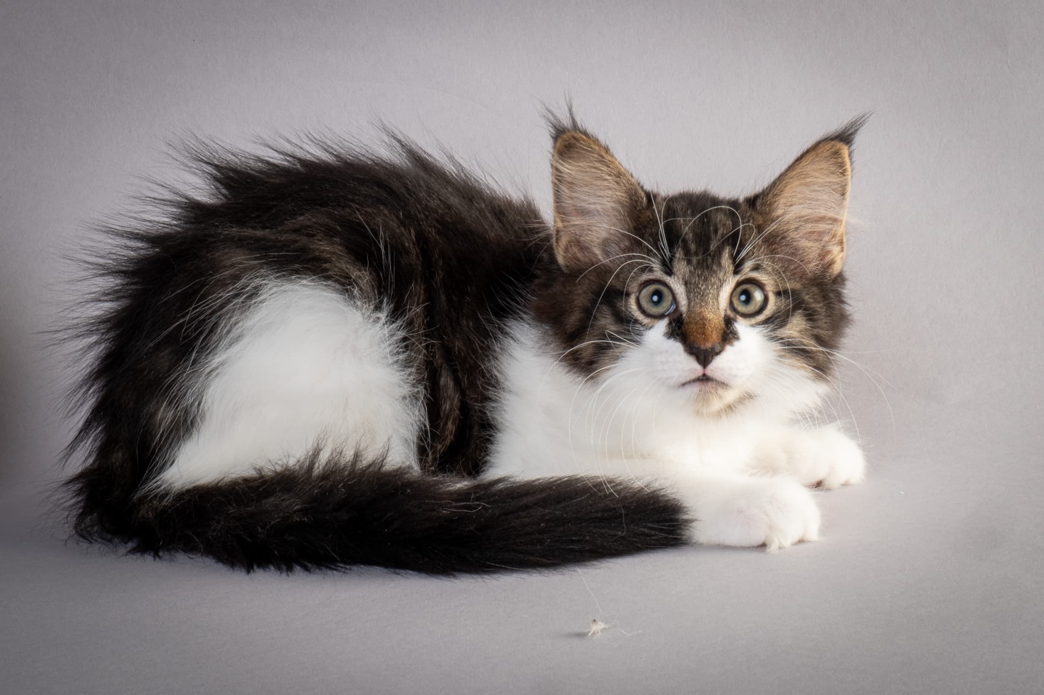 (N)Migoto's Magne, NFO n 03 22