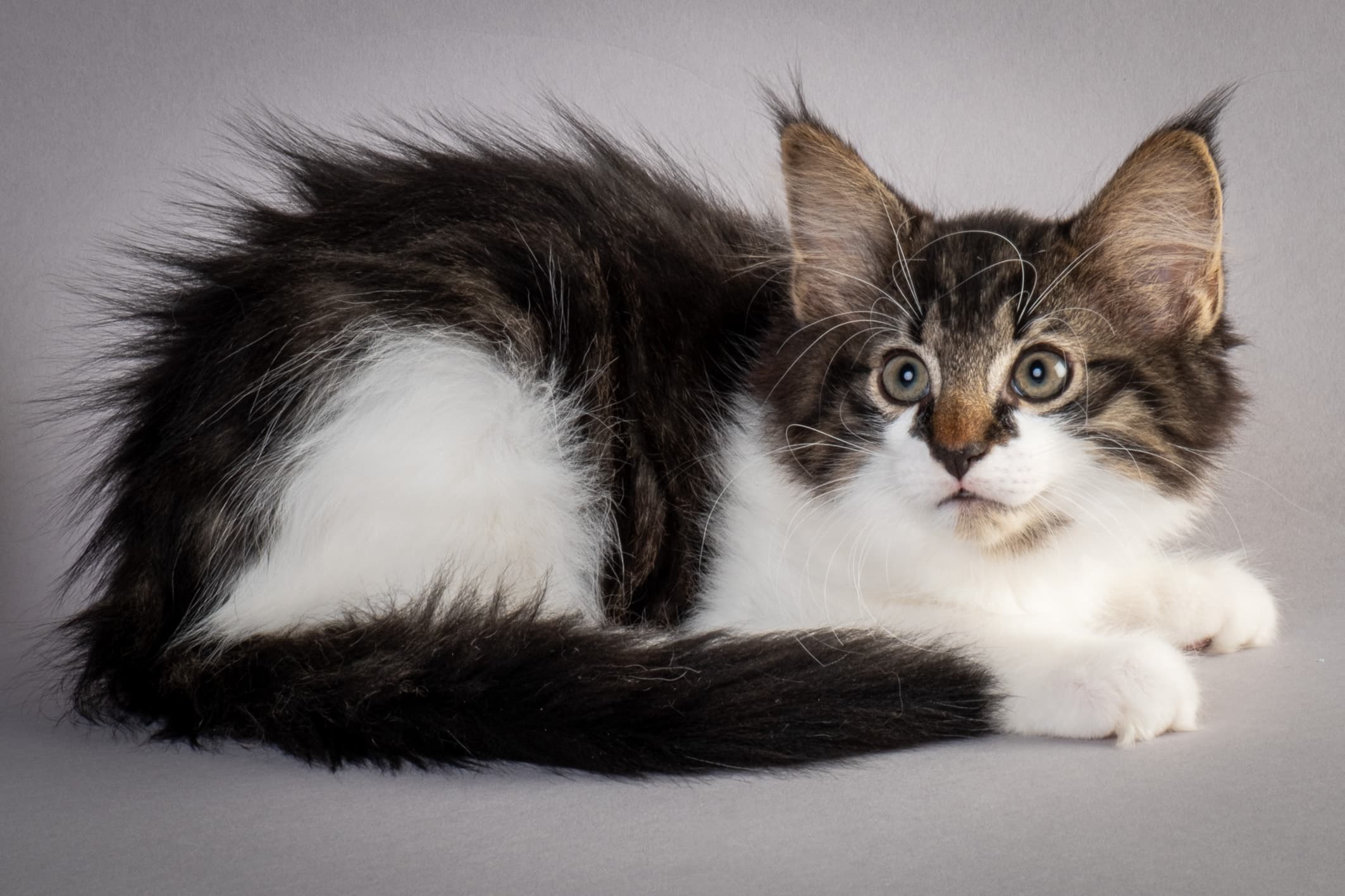 (N)Migoto's Magne, NFO n 03 22