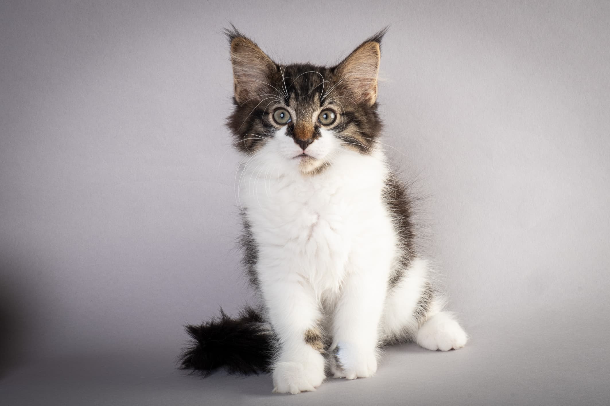 (N)Migoto's Magne, NFO n 03 22