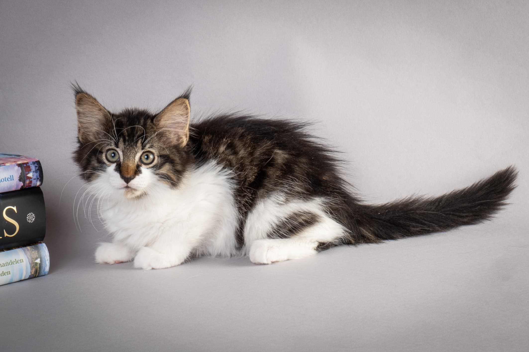 (N)Migoto's Magne, NFO n 03 22