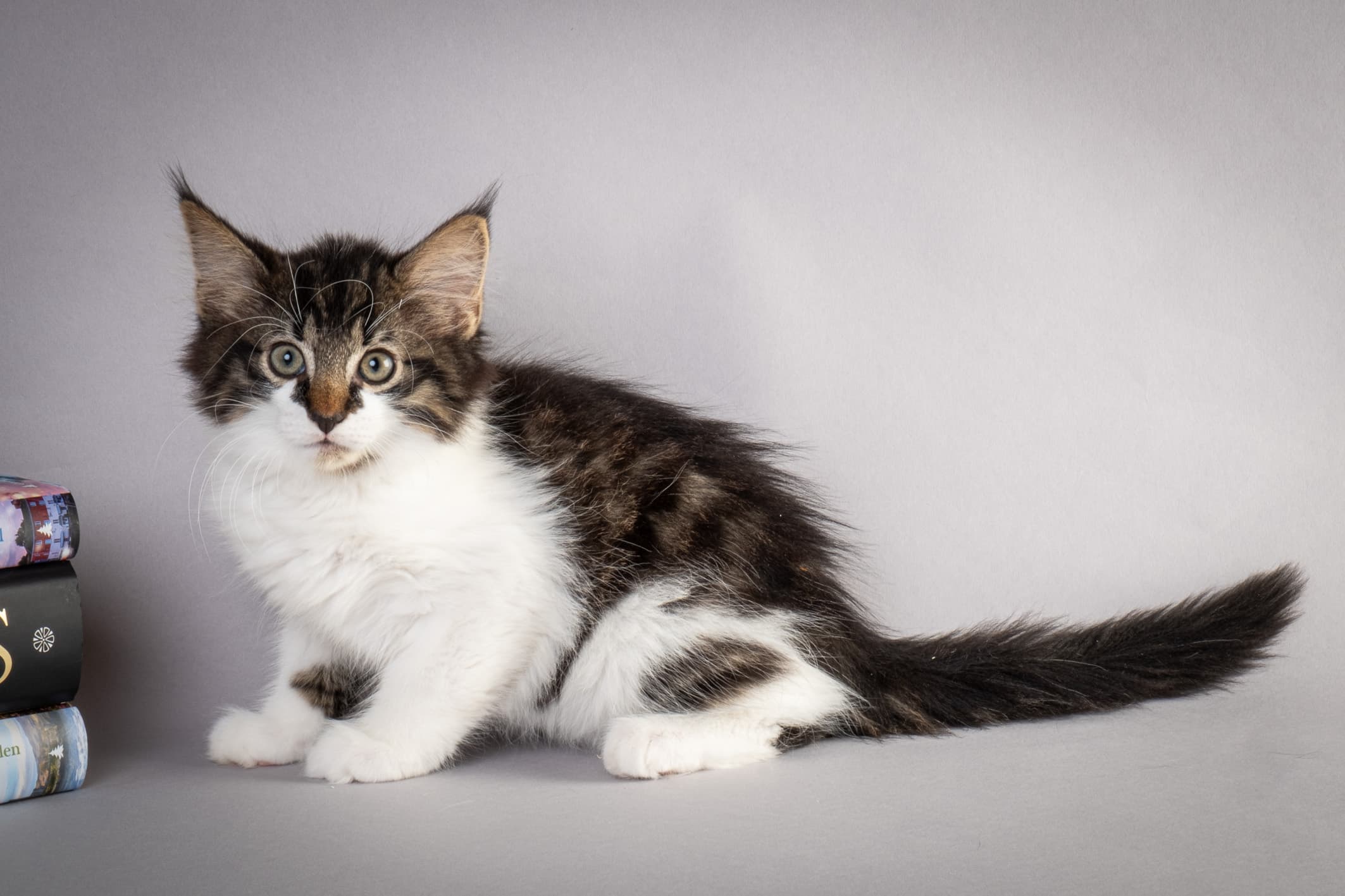 (N)Migoto's Magne, NFO n 03 22