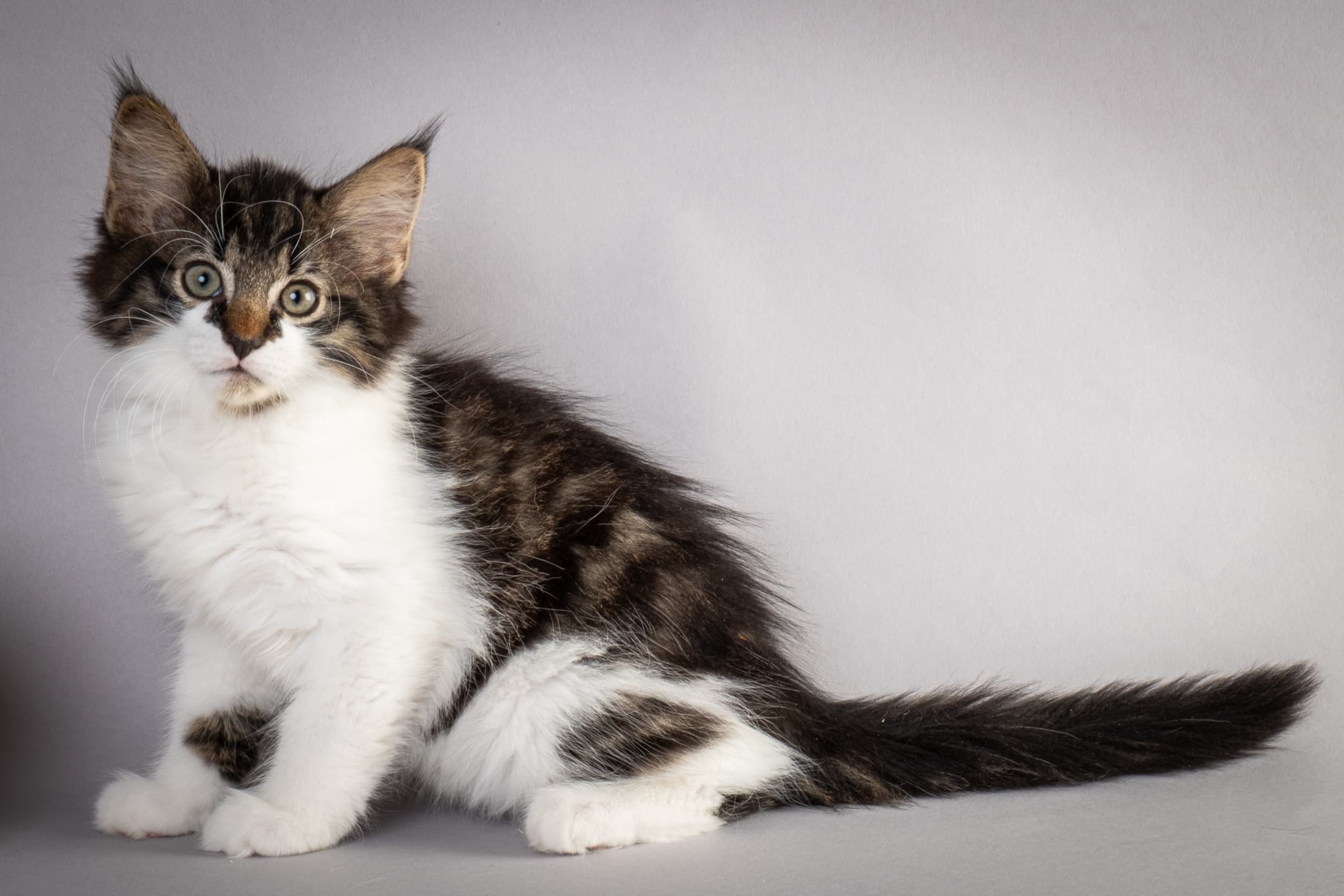 (N)Migoto's Magne, NFO n 03 22