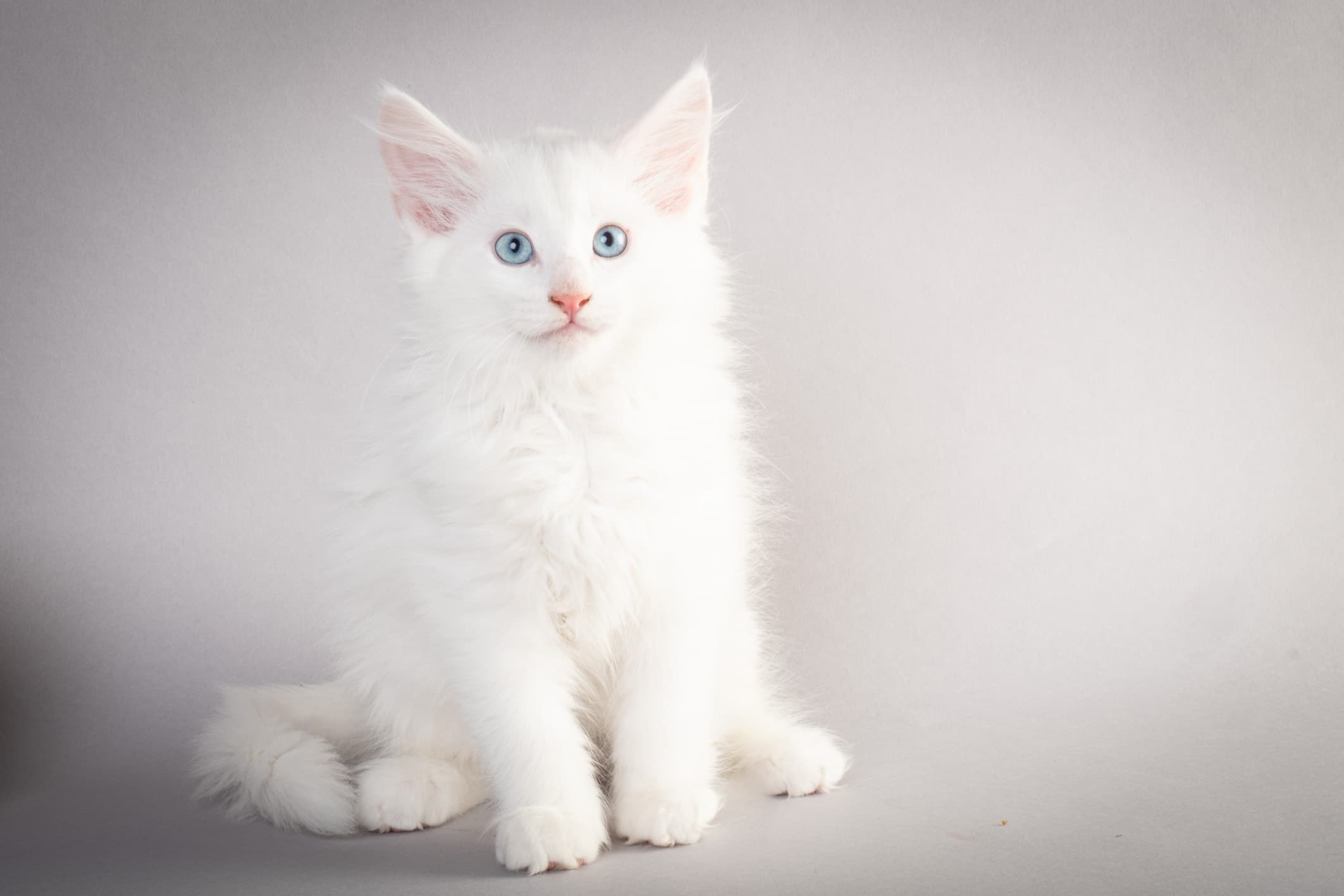 (N)Migoto's Max, NFO w ??