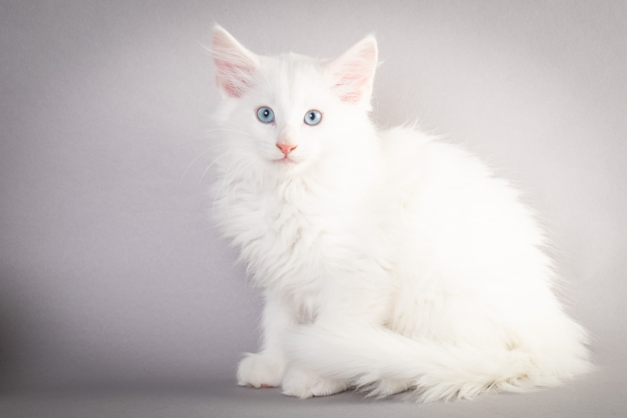 (N)Migoto's Max, NFO w ??