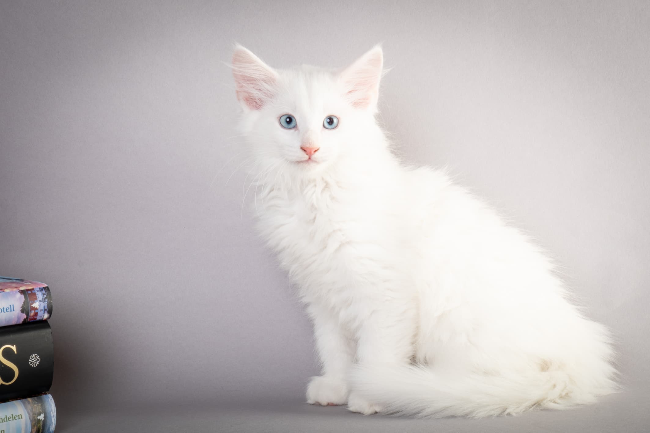 (N)Migoto's Max, NFO w ??