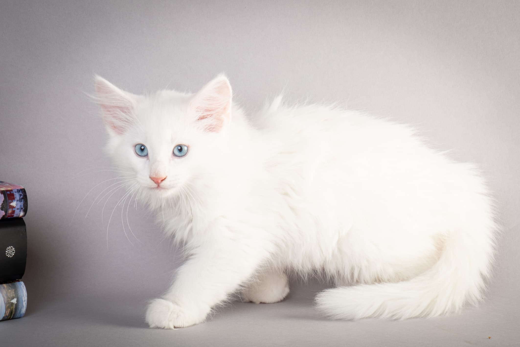 (N)Migoto's Max, NFO w ??