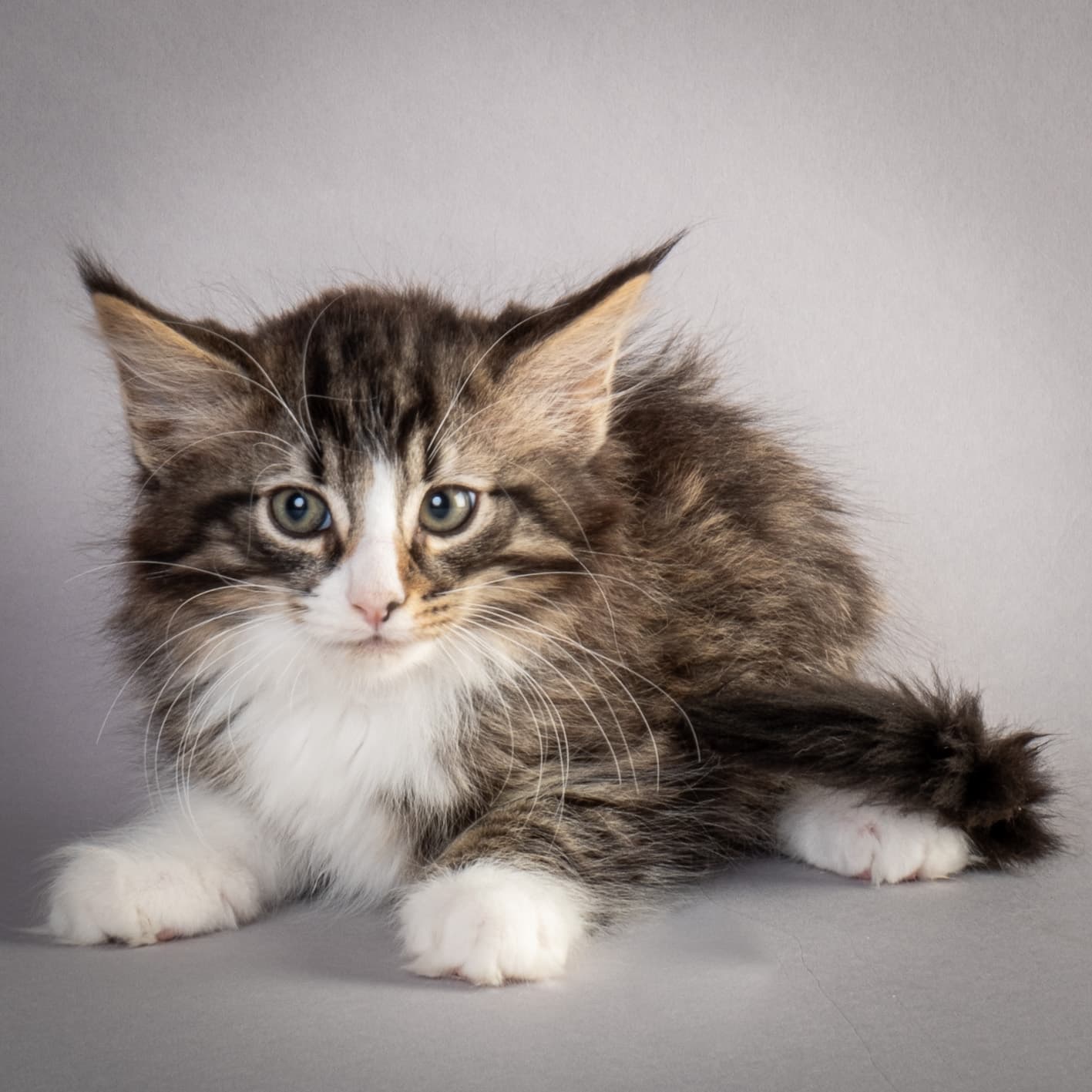 (N)Migoto's Marcus, NFO n 09 24