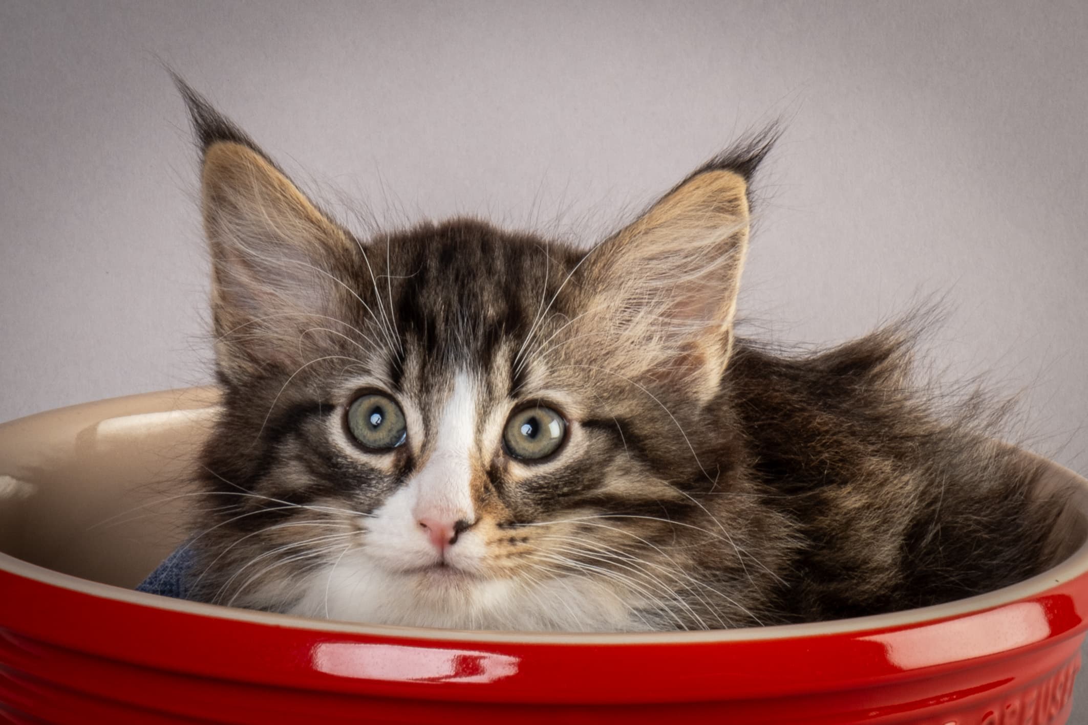 (N)Migoto's Marcus, NFO n 09 24