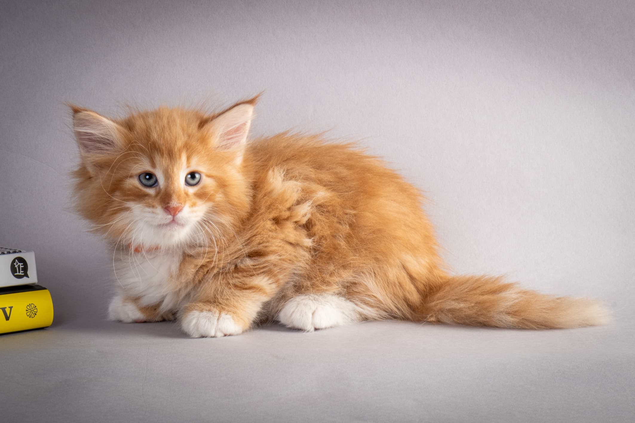 (N)Migoto's Nemo, d 09 22