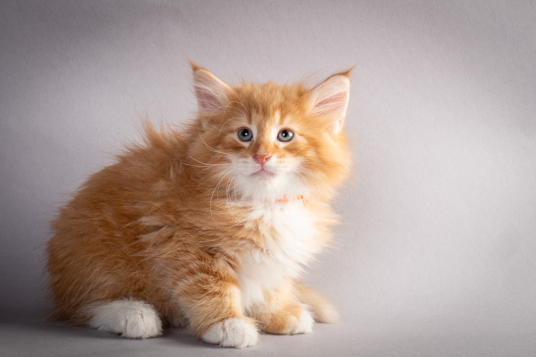 (N)Migoto's Nemo, d 09 22