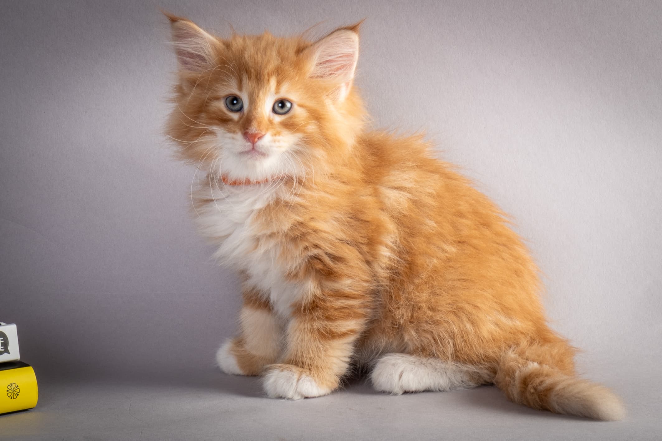 (N)Migoto's Nemo, d 09 22