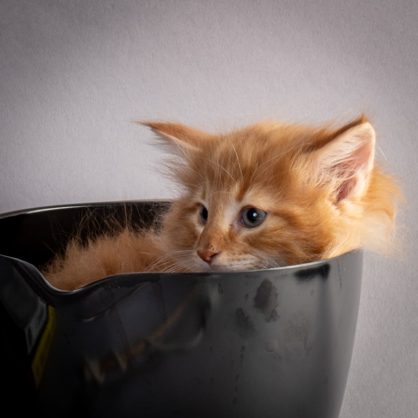 (N)Migoto's Nicco, NFO d 09 22