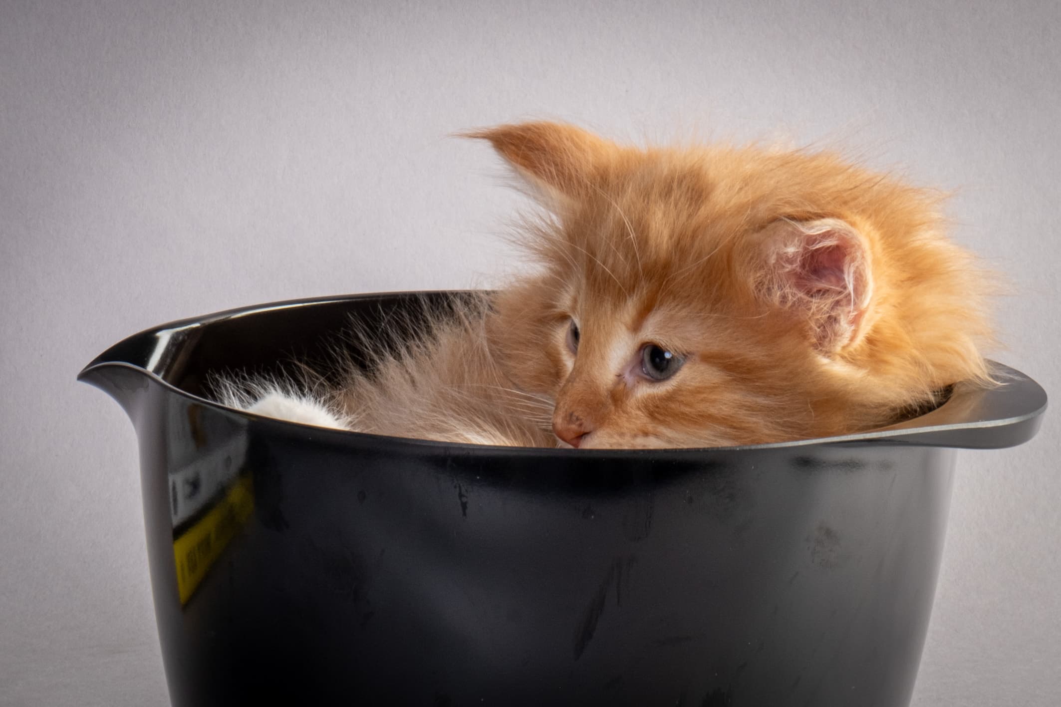 (N)Migoto's Nicco, NFO d 09 22