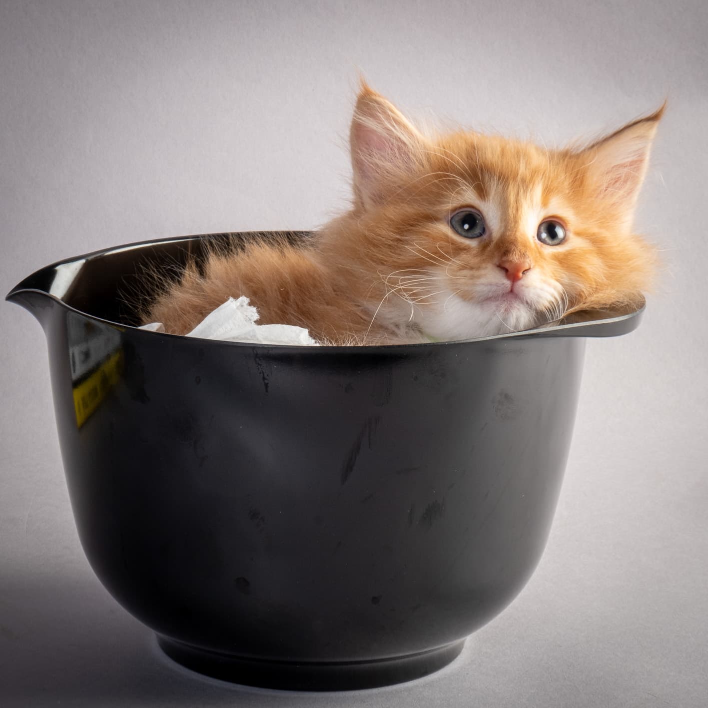 (N)Migoto's Nicco, NFO d 09 22