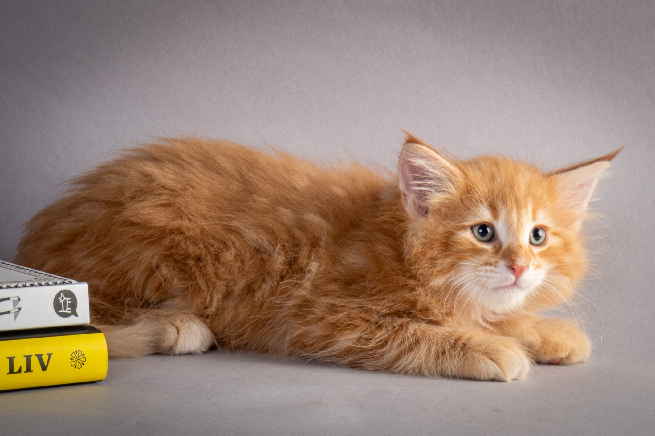 (N)Migoto's Nikolai, NFO d 09 22