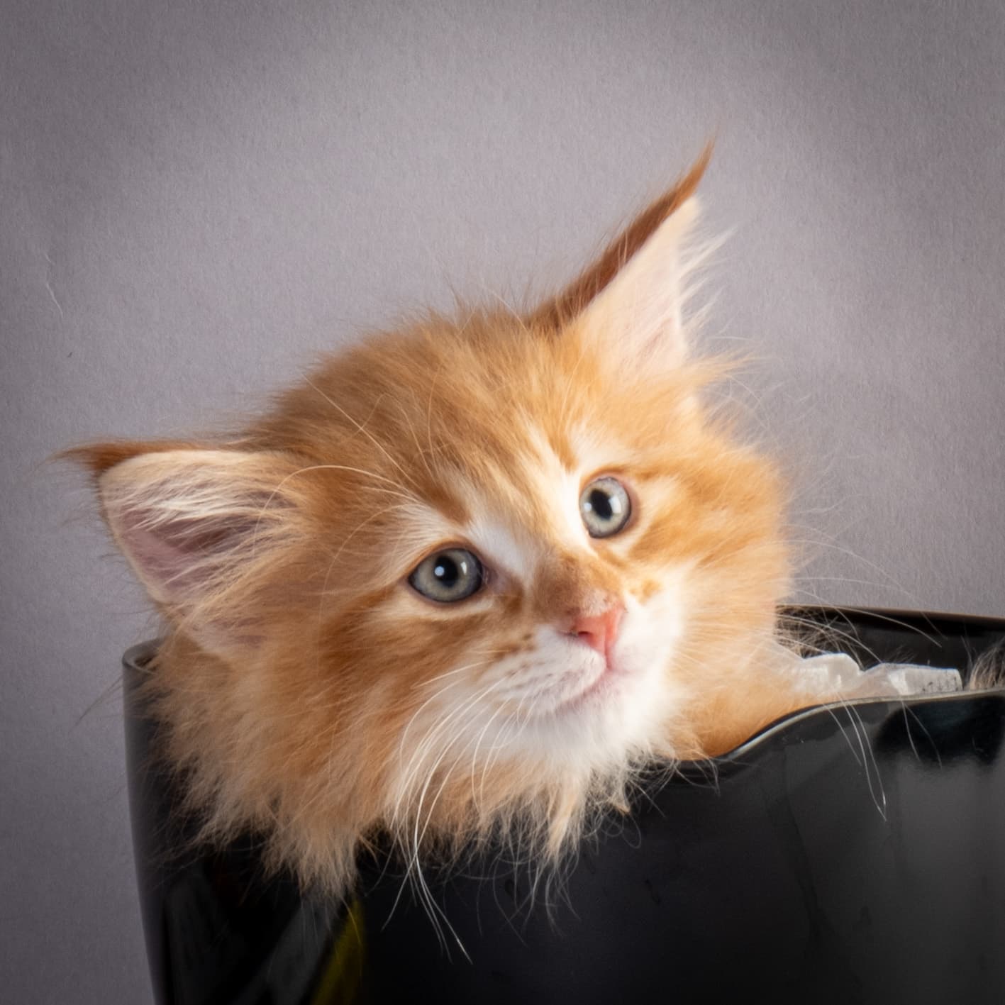 (N)Migoto's Nikolai, NFO d 09 22