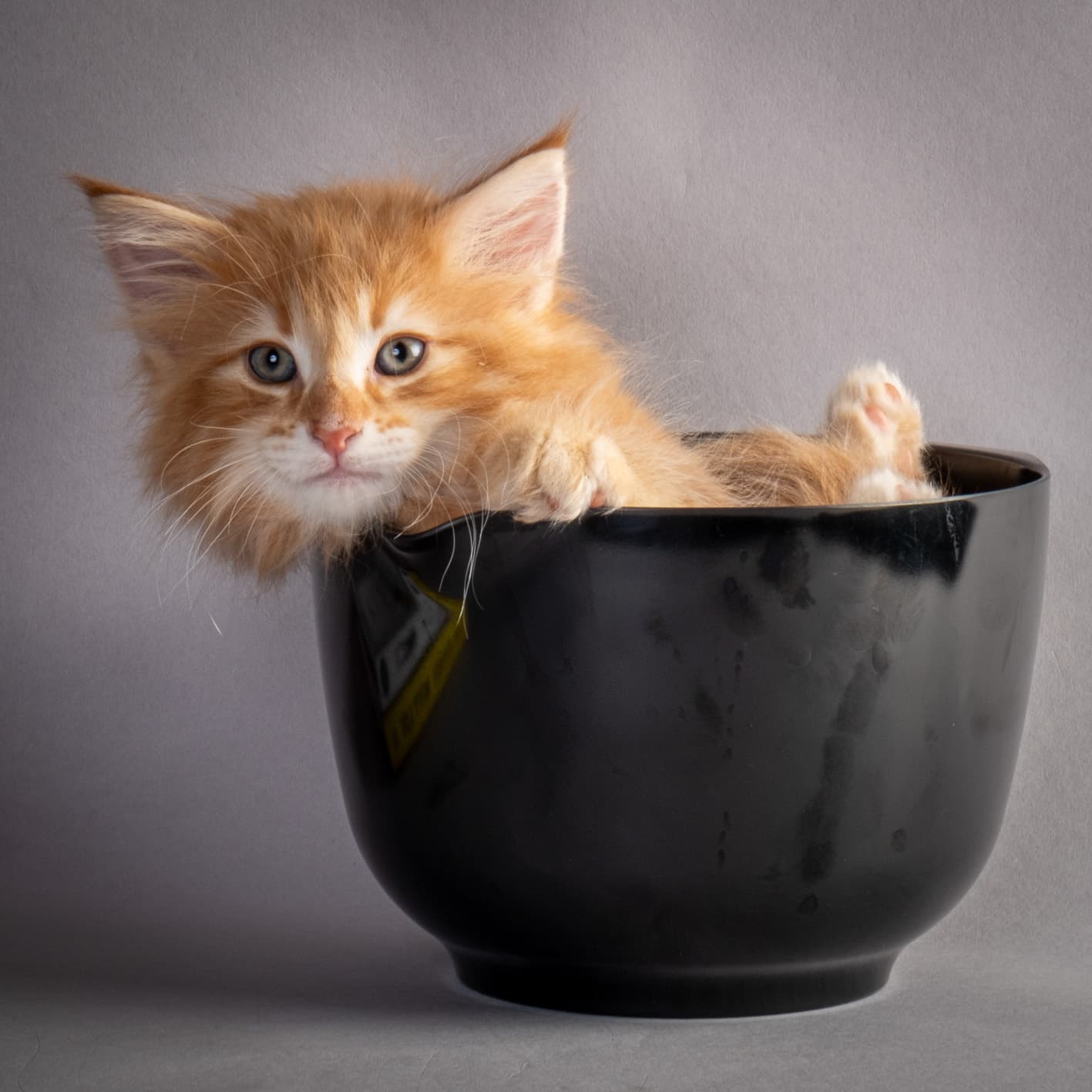 (N)Migoto's Nikolai, NFO d 09 22