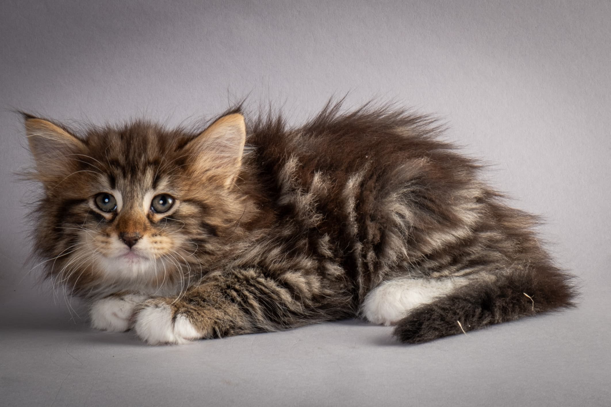 (N)Migoto's Njård, NFO n 09 22