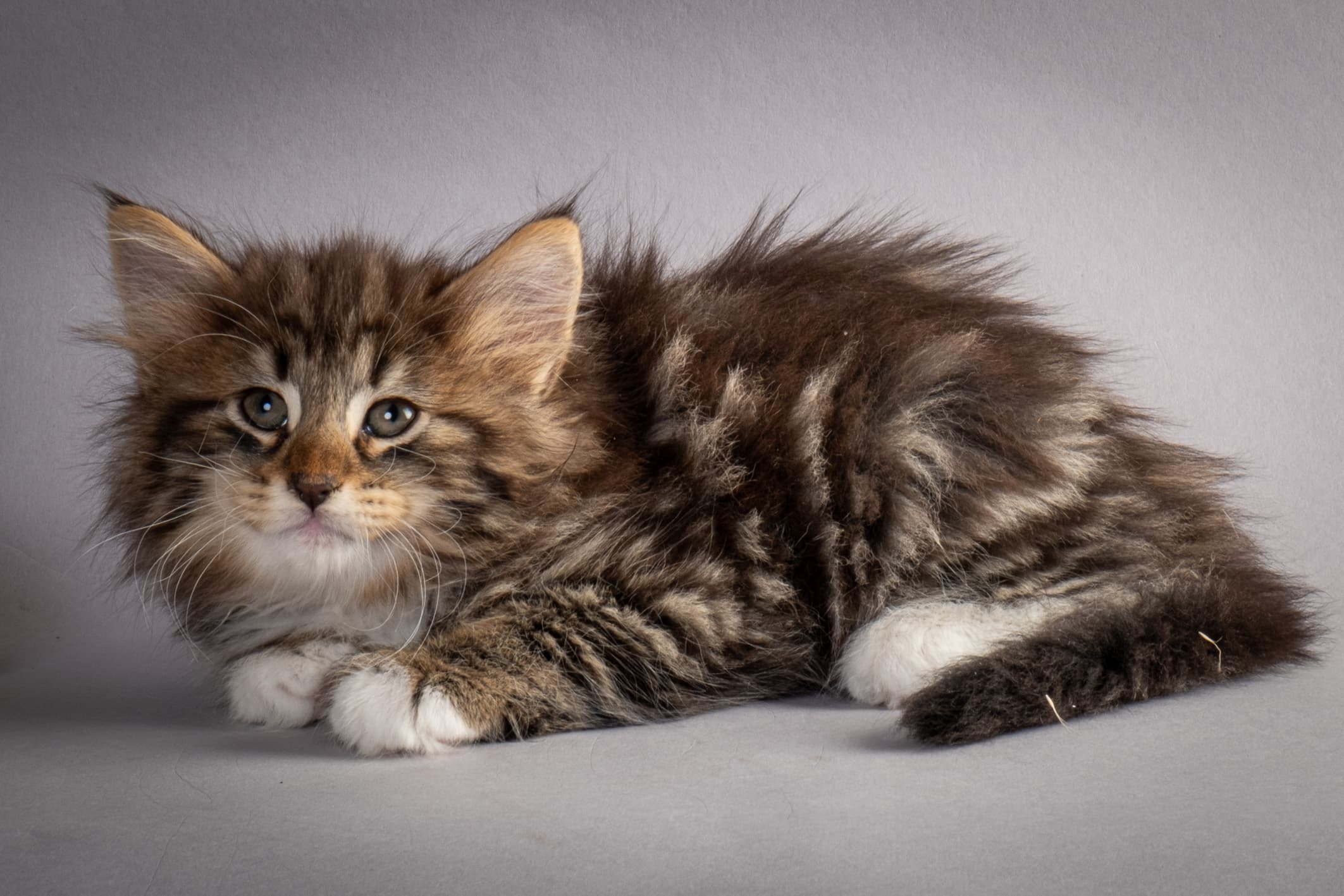 (N)Migoto's Njård, NFO n 09 22