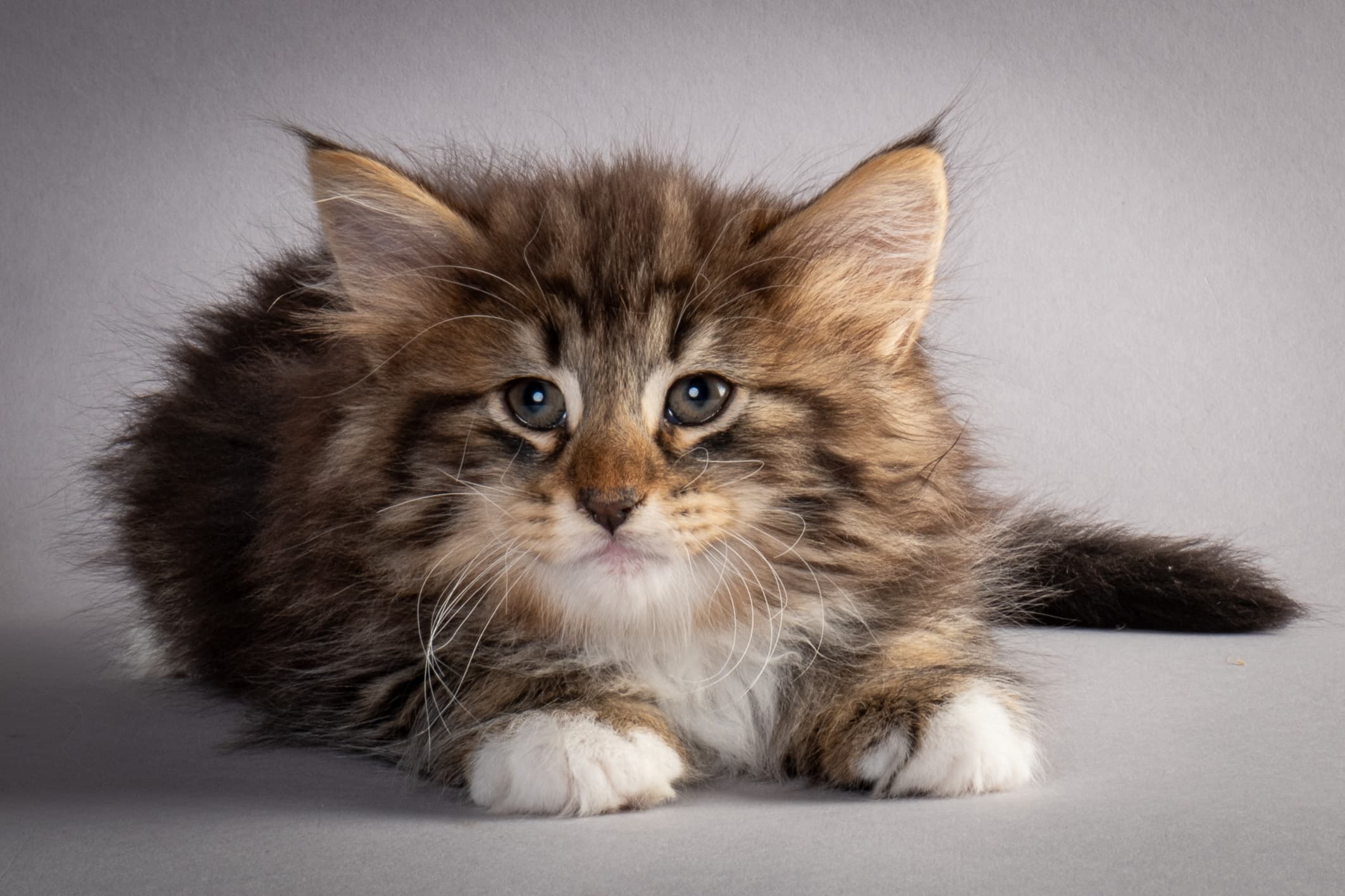 (N)Migoto's Njård, NFO n 09 22