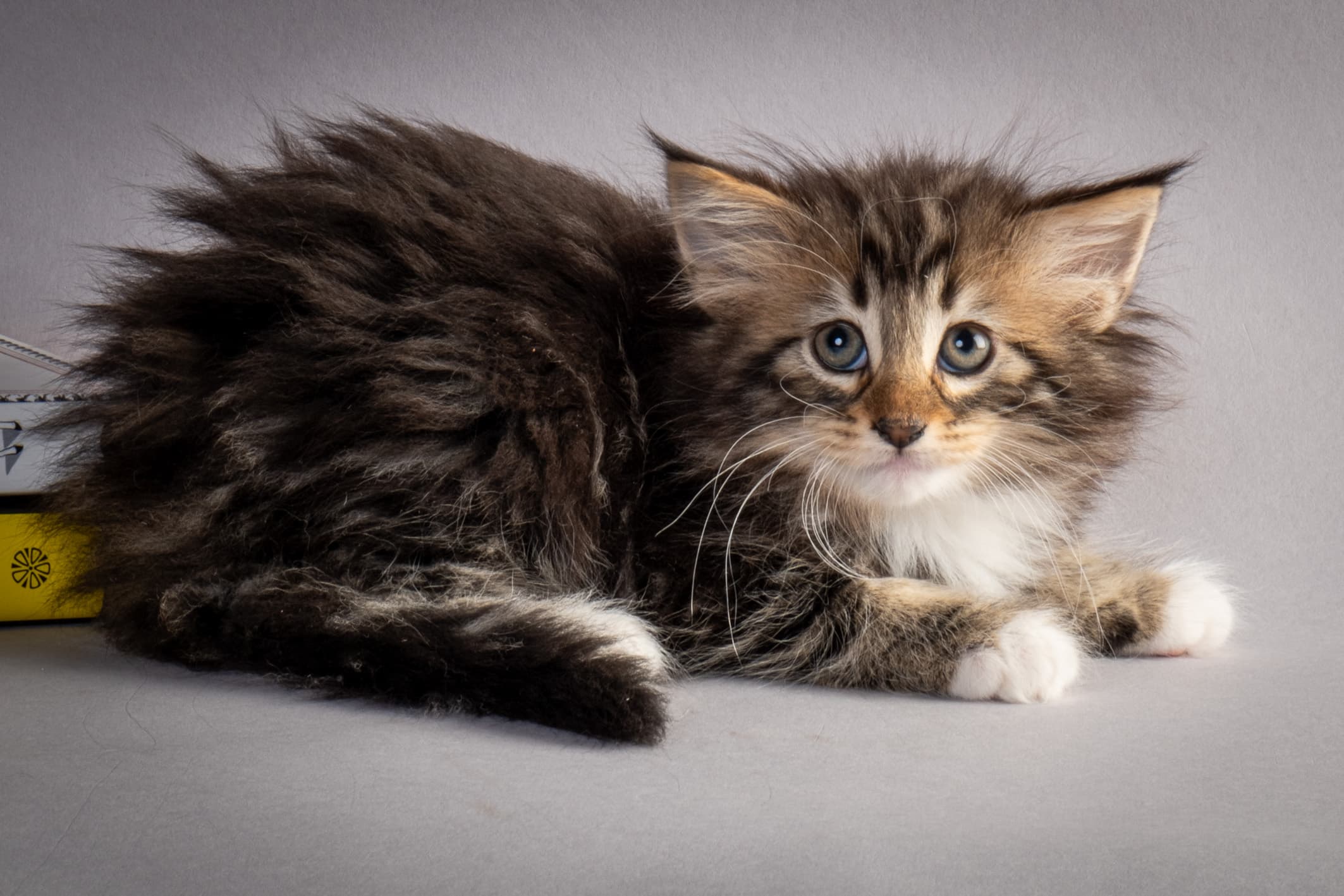 (N)Migoto's Nina, NFO n 09 22