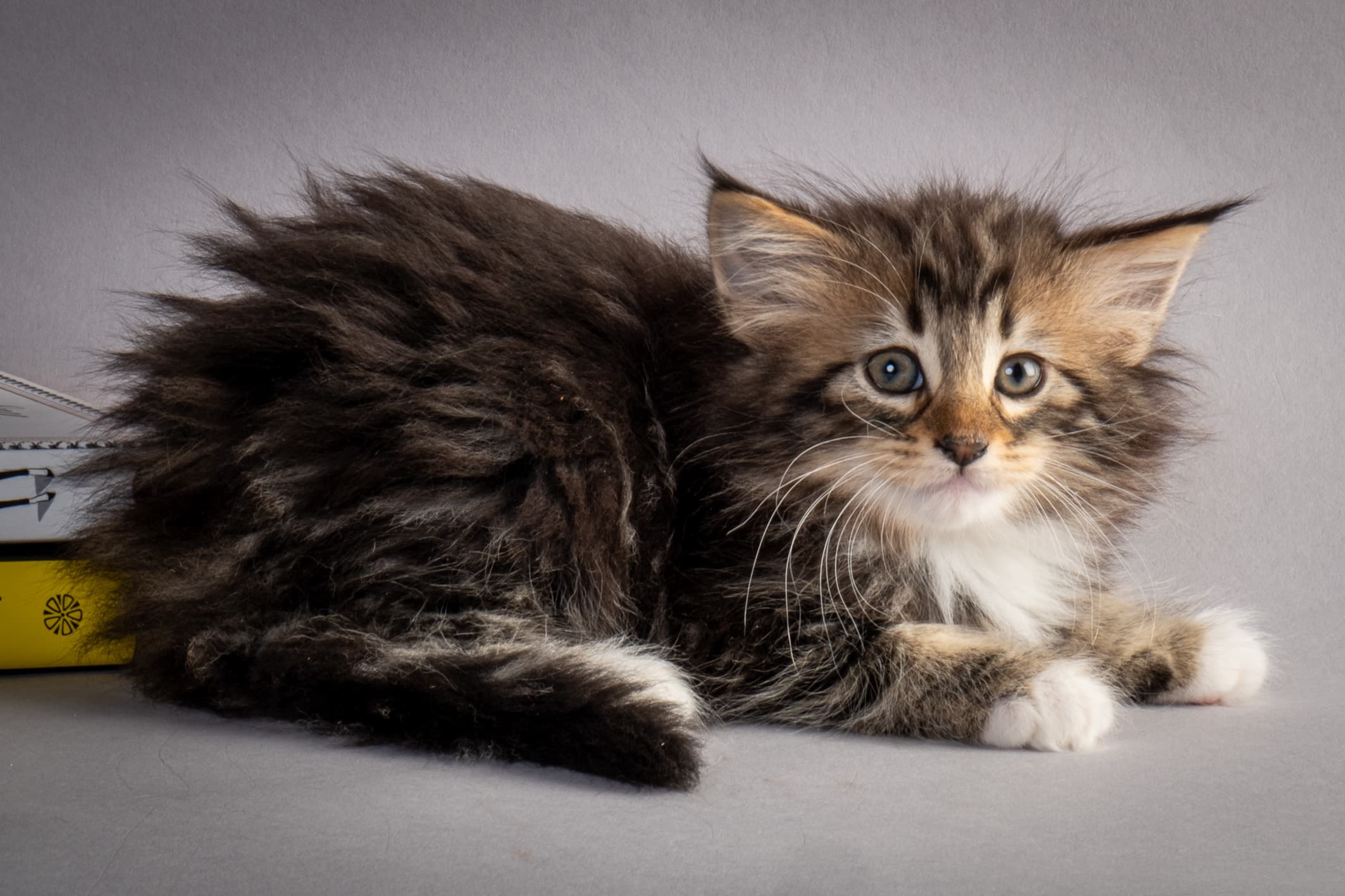 (N)Migoto's Nina, NFO n 09 22