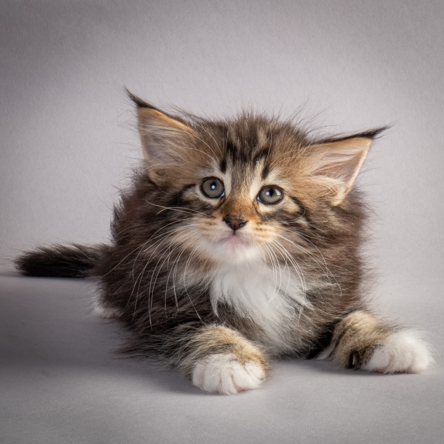 (N)Migoto's Nina, NFO n 09 22