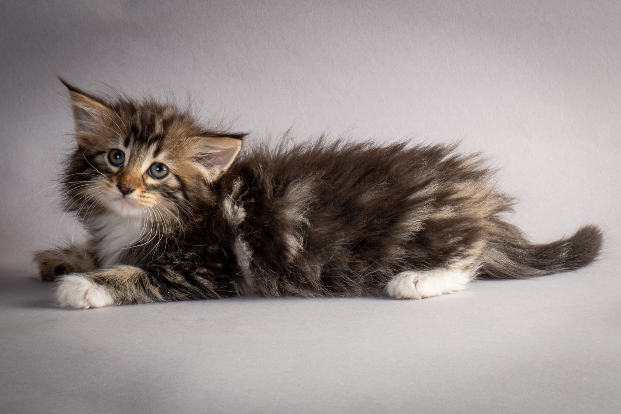 (N)Migoto's Nina, NFO n 09 22