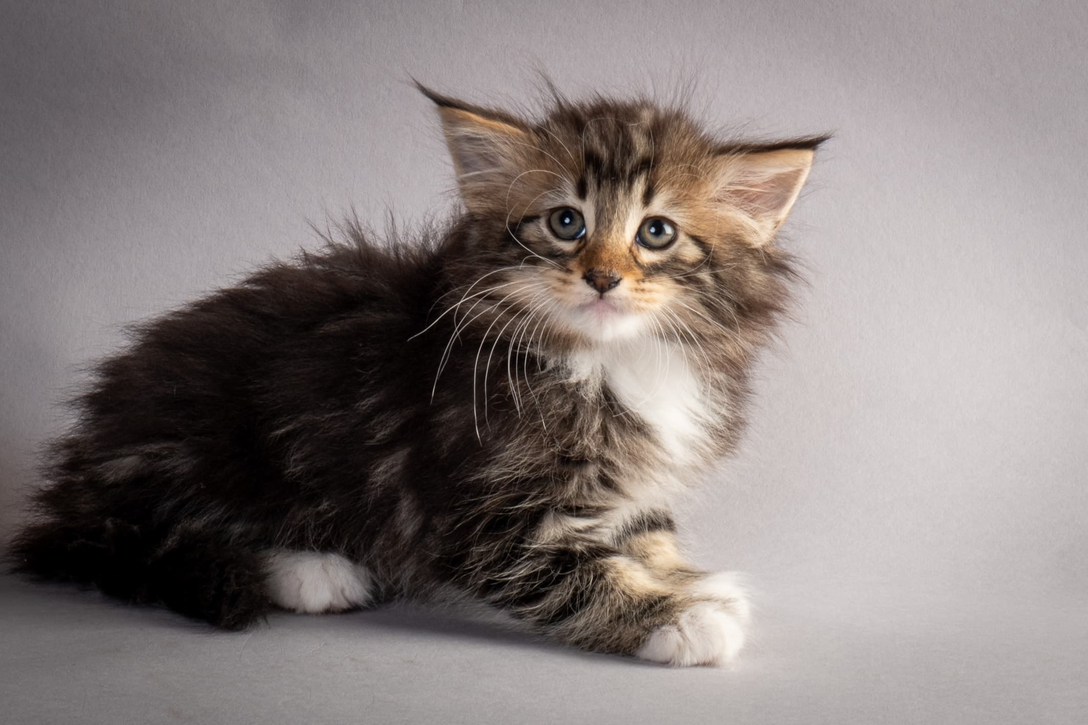 (N)Migoto's Nina, NFO n 09 22