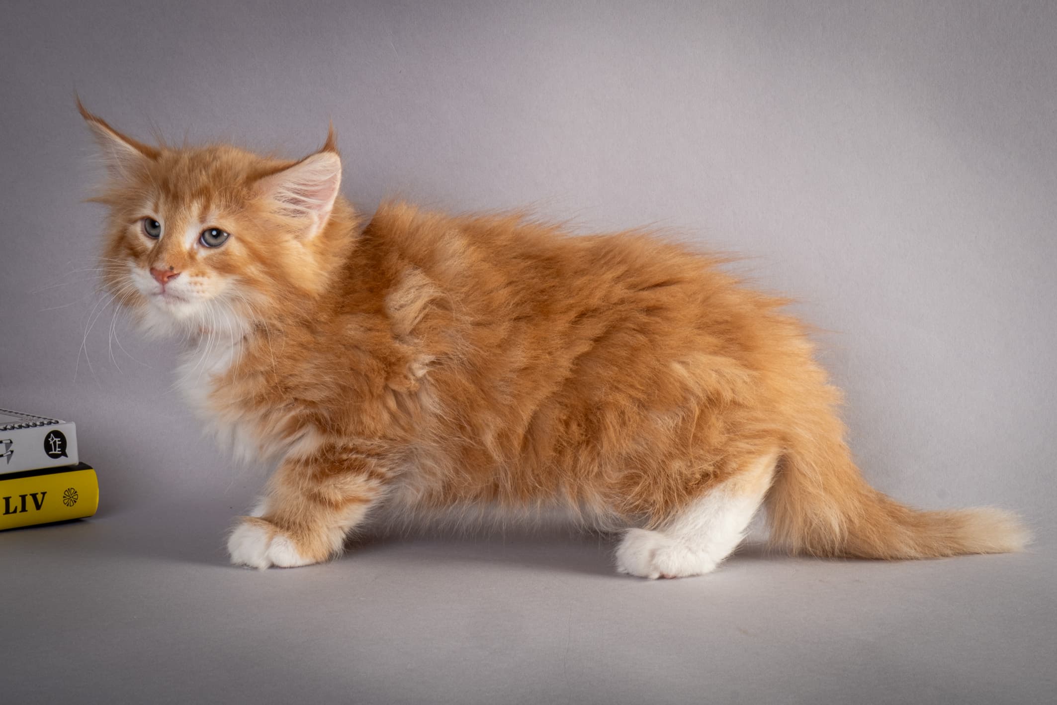 (N)Migoto's Nemo, d 09 22